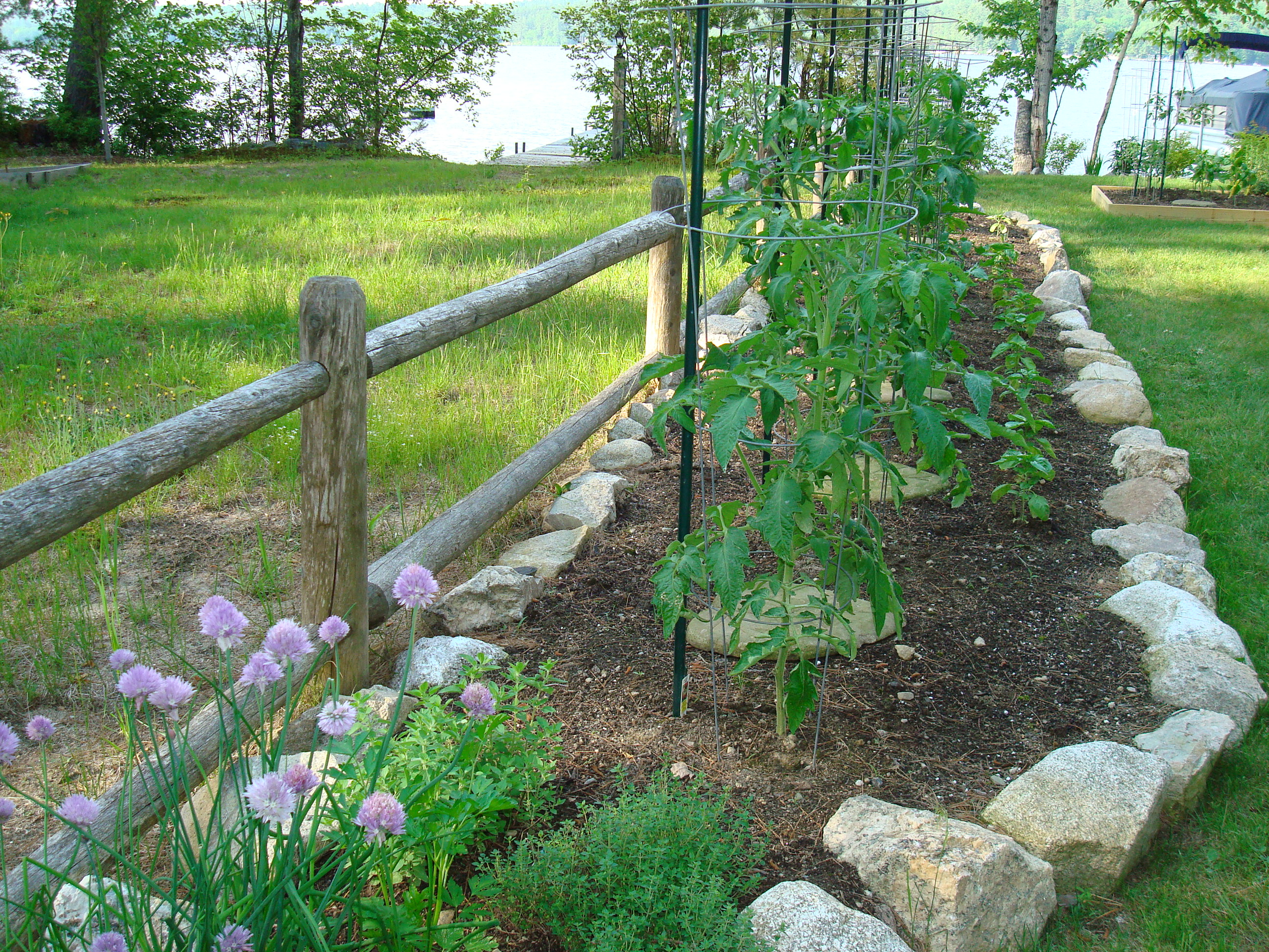herb and tomato garden