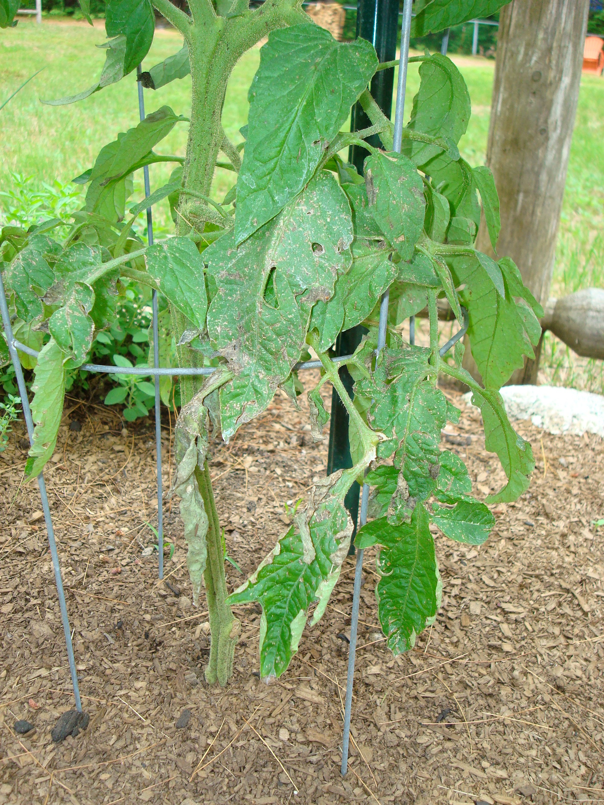 tomato plant