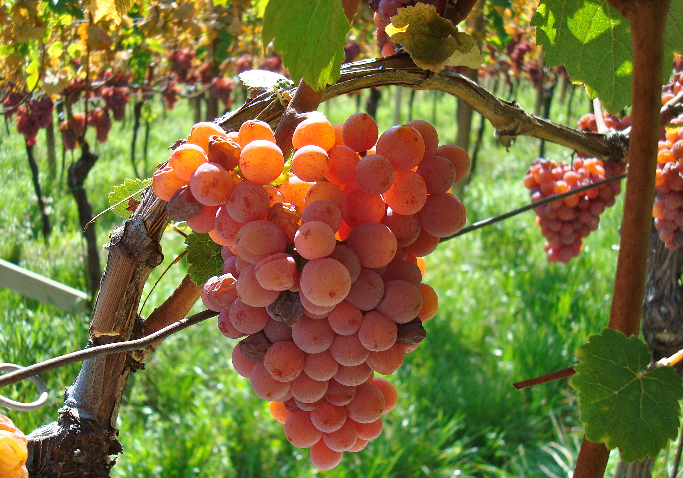 grapes in Termeno/Tramin Italy