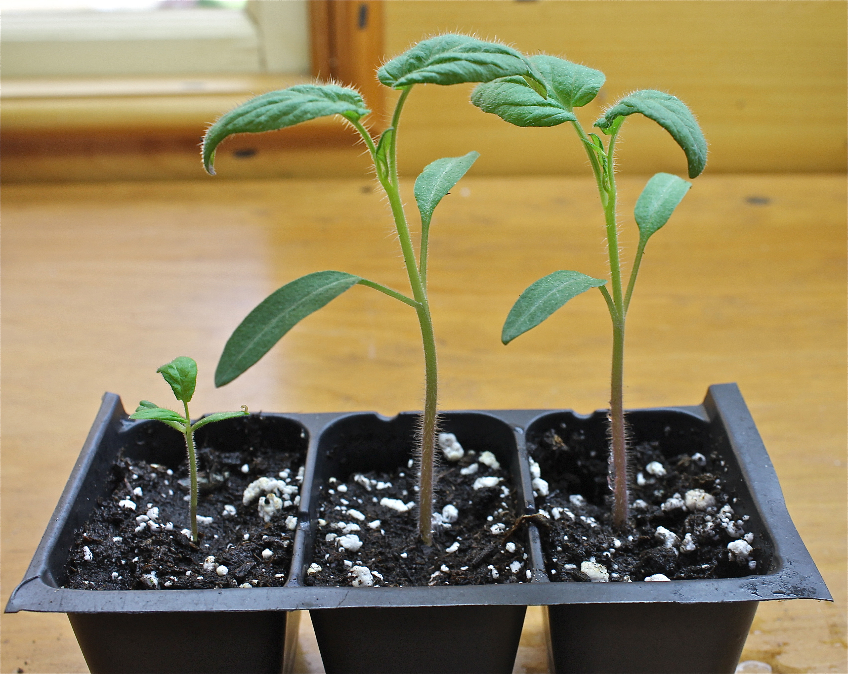 IMG_1893 Not All Seedling Grow Strong