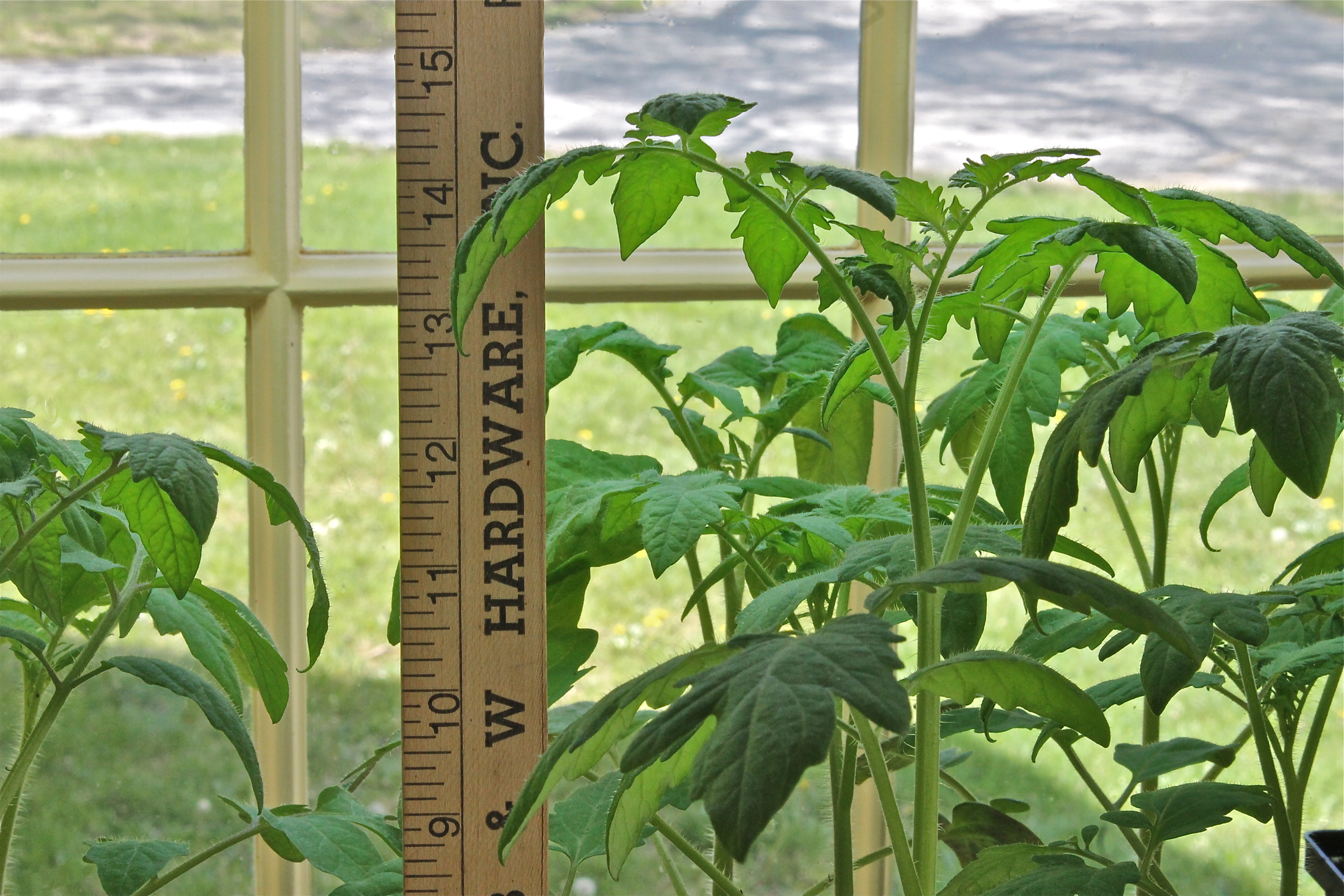 IMG_2027 From Two Leaves To 14 Inches