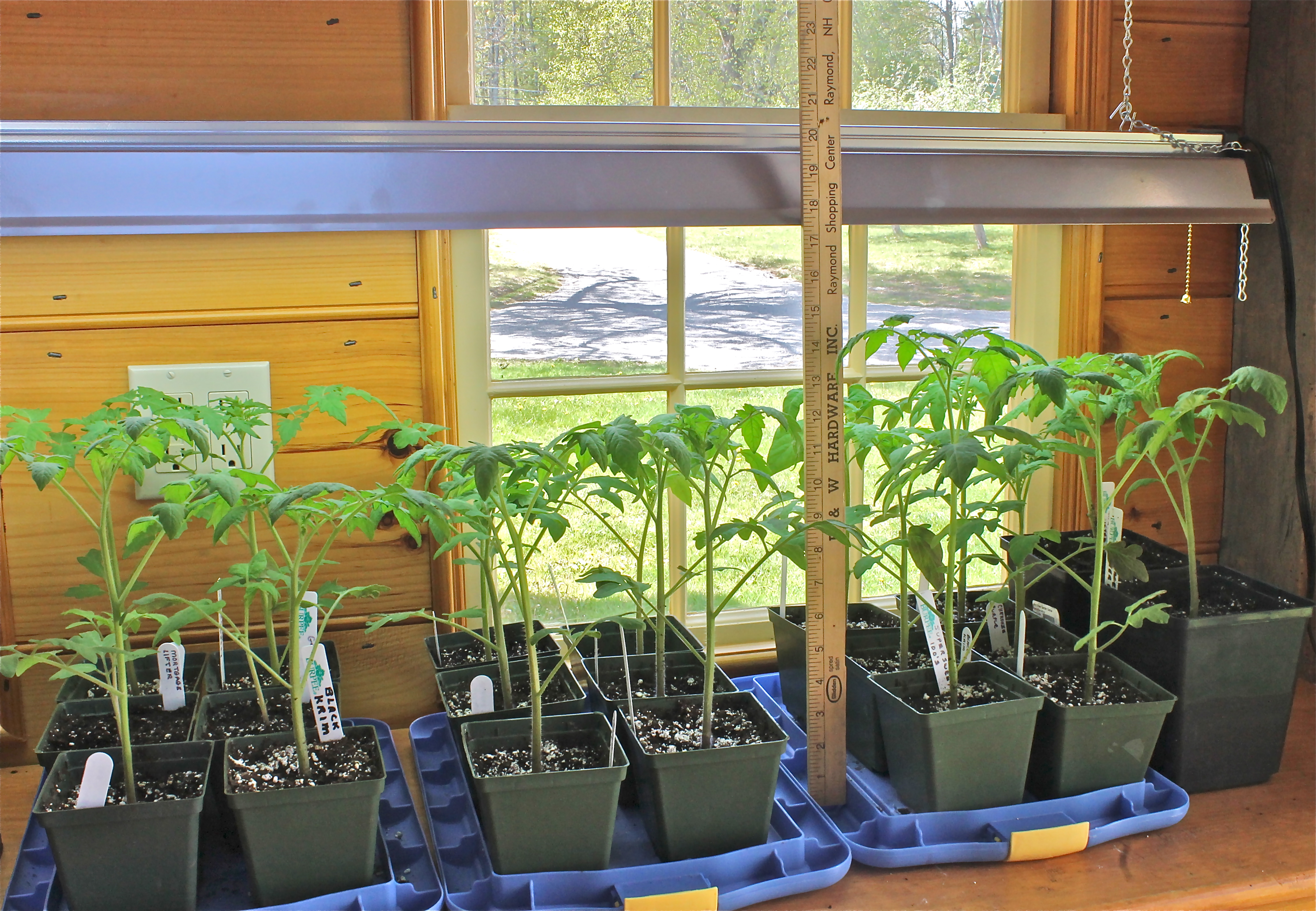 IMG_2028 The Tomato Plants Have Grown