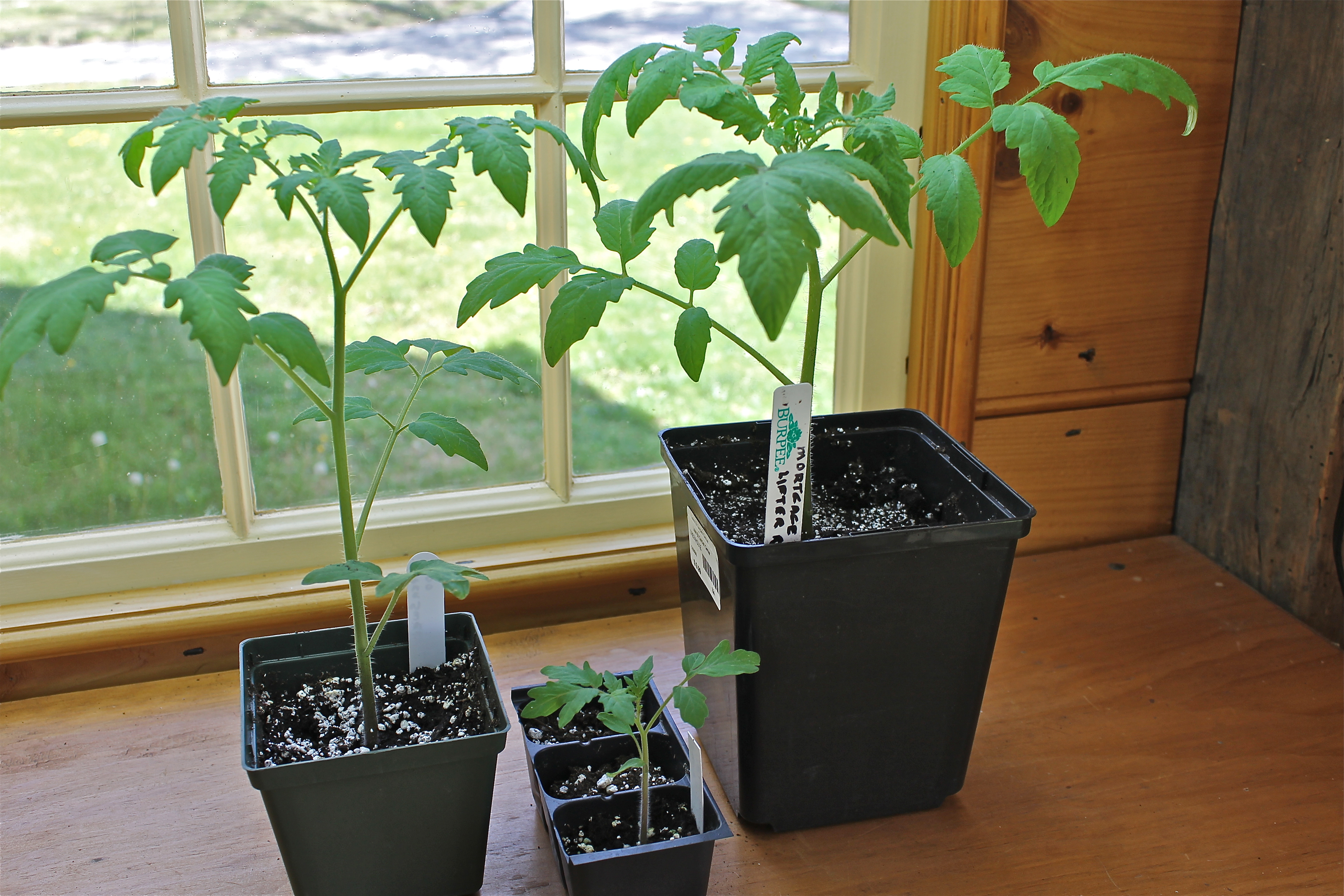 IMG_2033 Mortgage Lifter Tomato, Three Stages