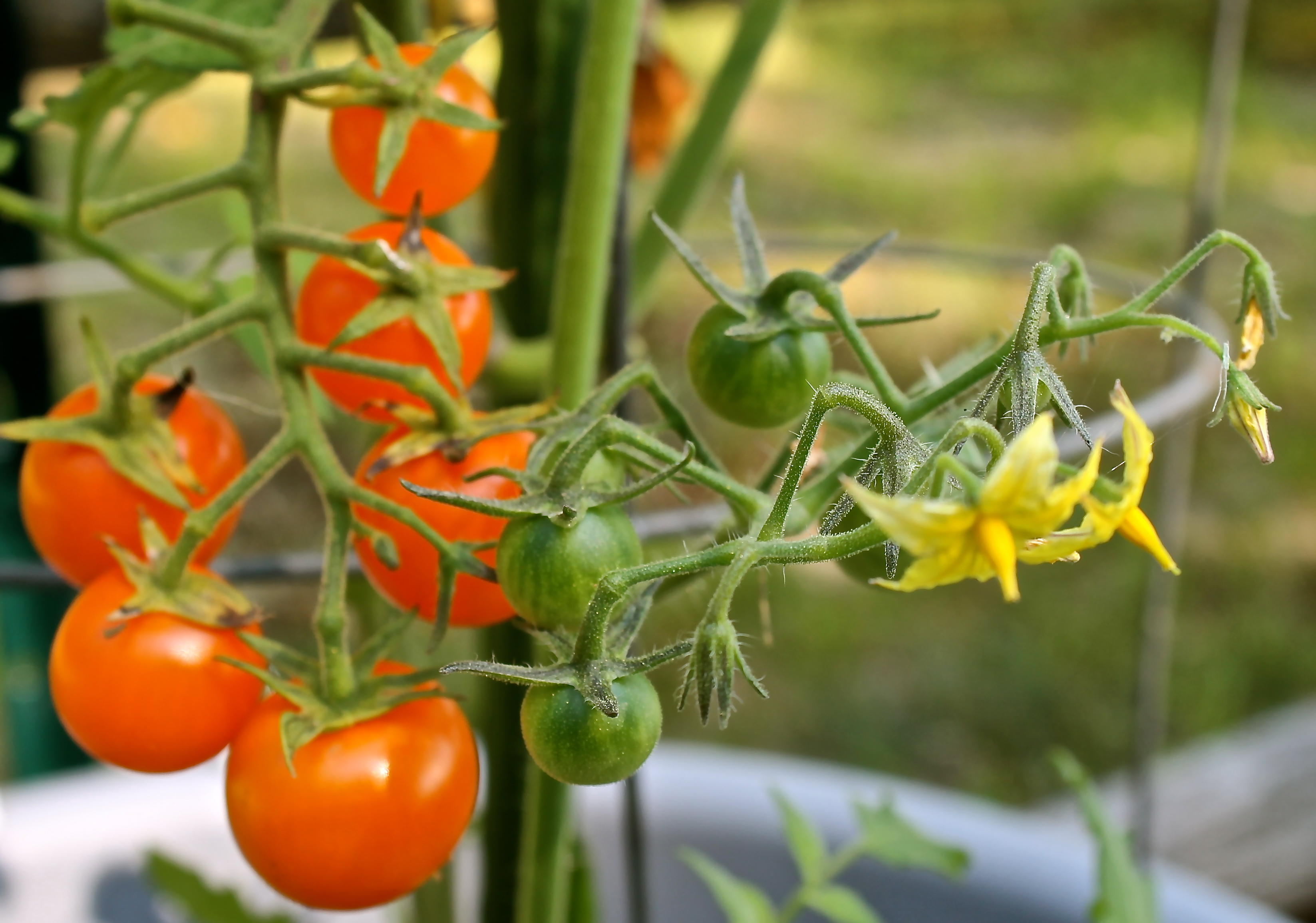 cherry-tomatoes-growing-in-the-garden