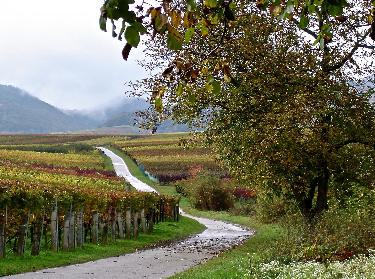 Along the Wine Road In Alsace