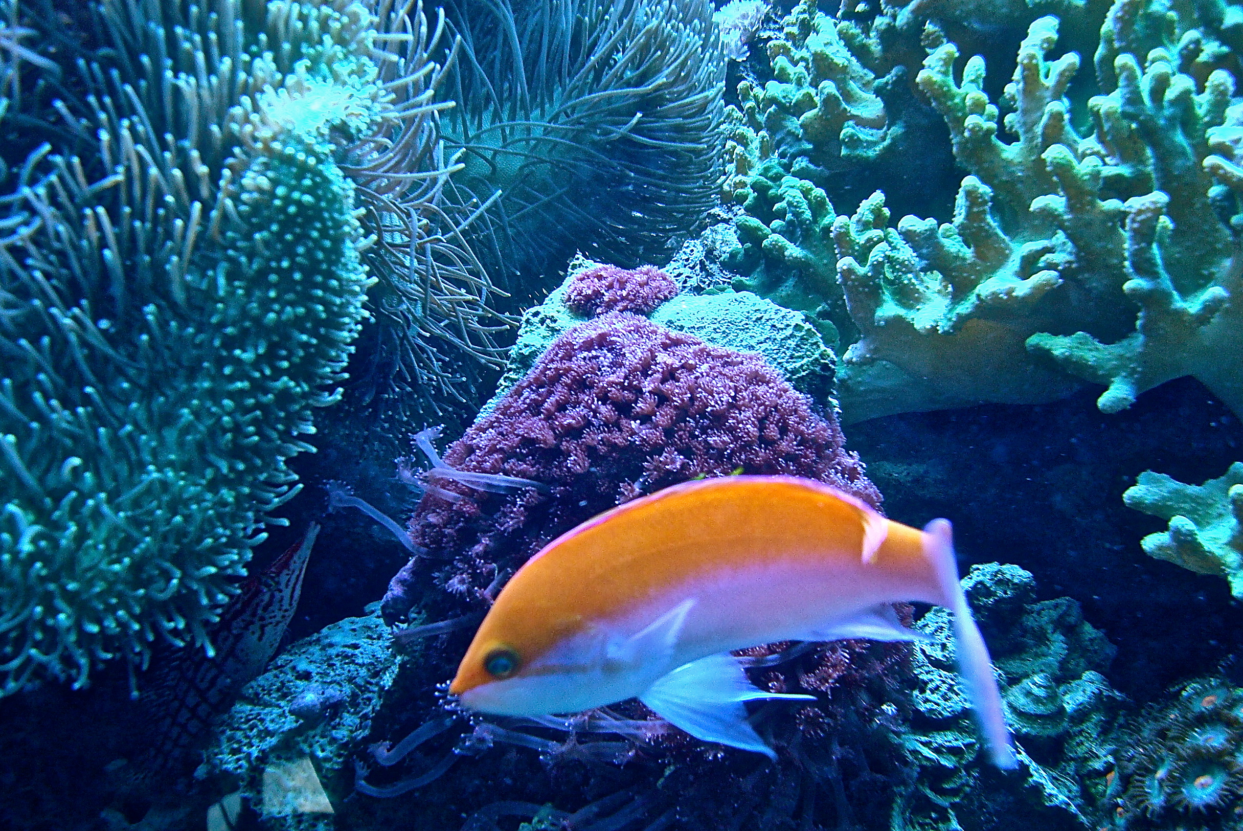 Dreaming Of Tropical Waters