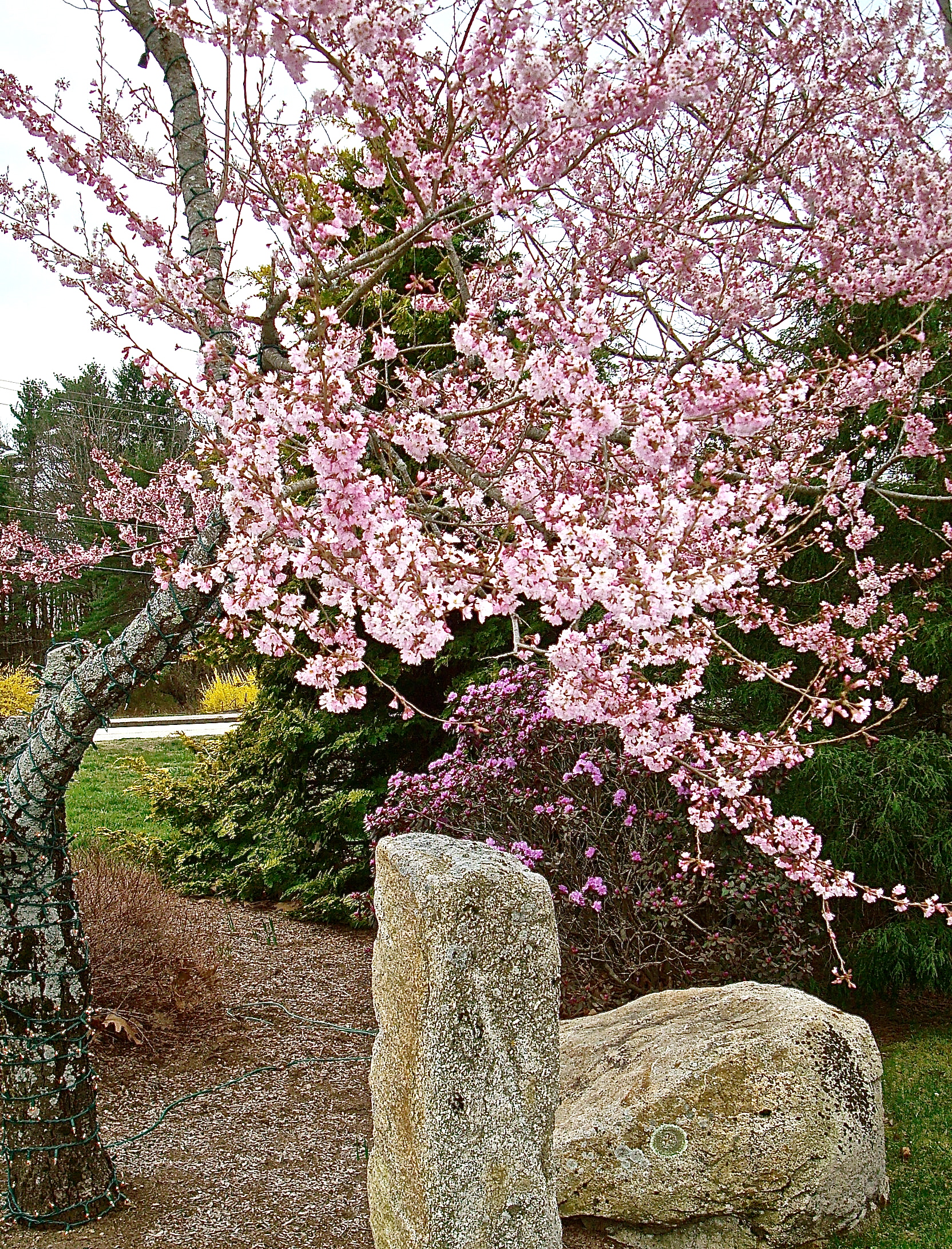 April Blossoms