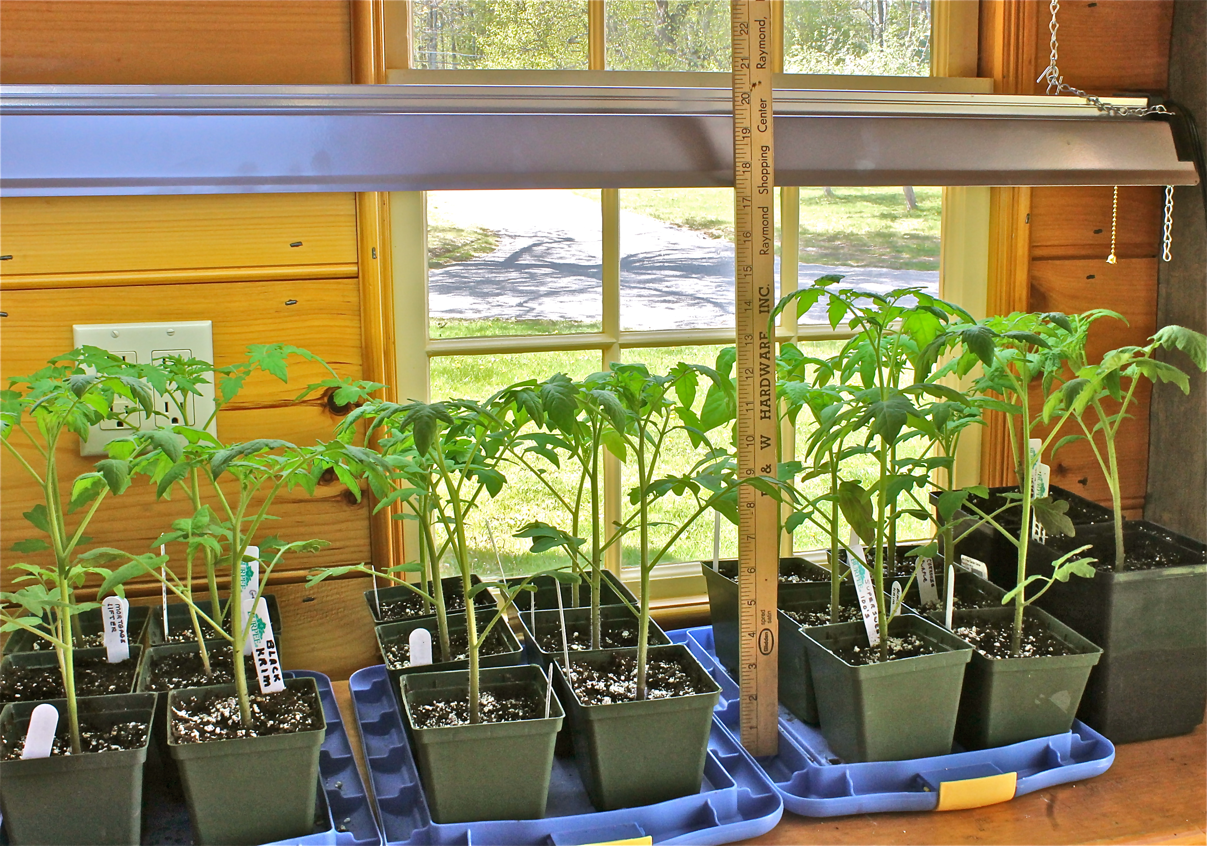 Tomato Plants Growing In The Potting Shed