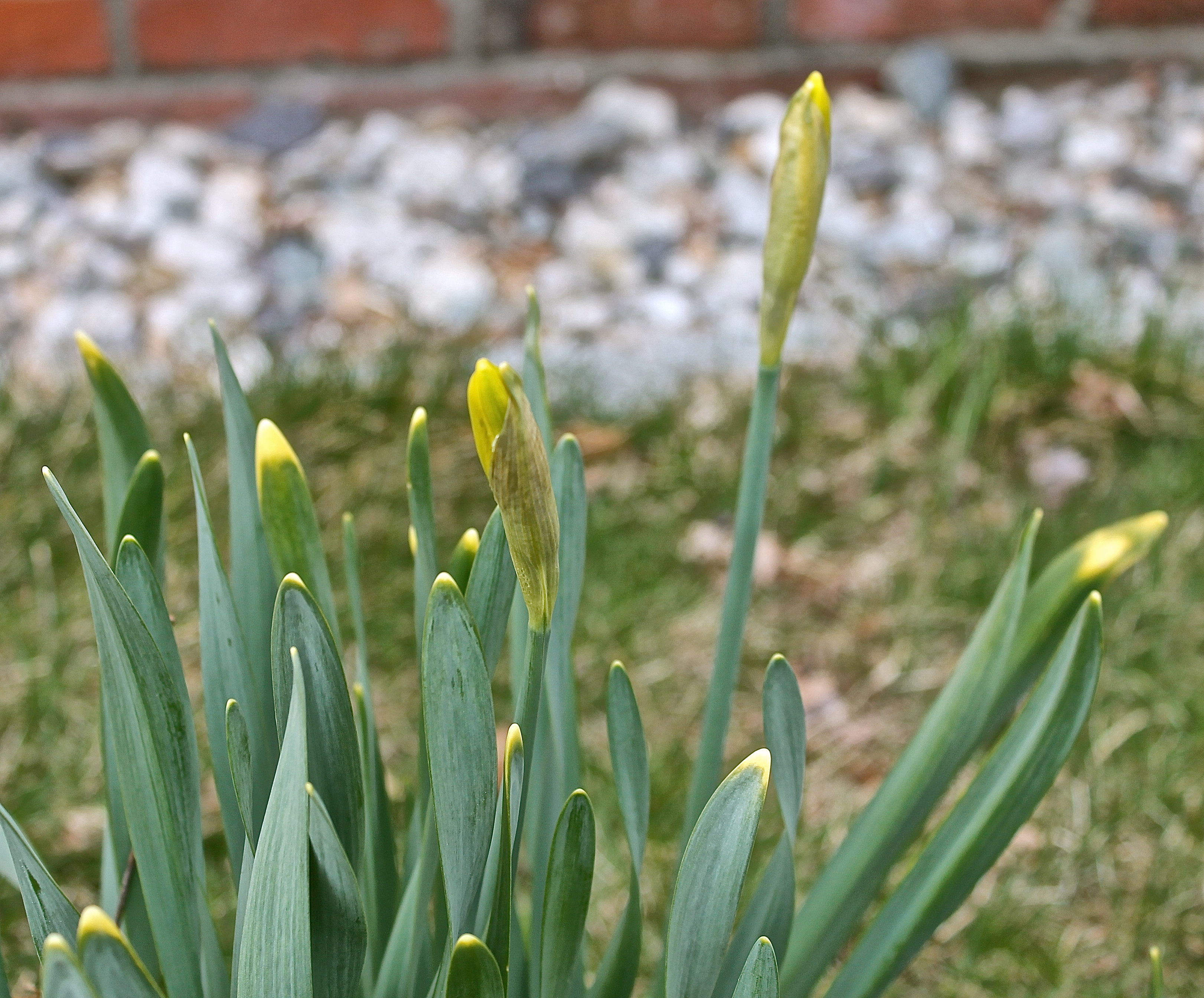 Daffodils Should Be Opening Soon