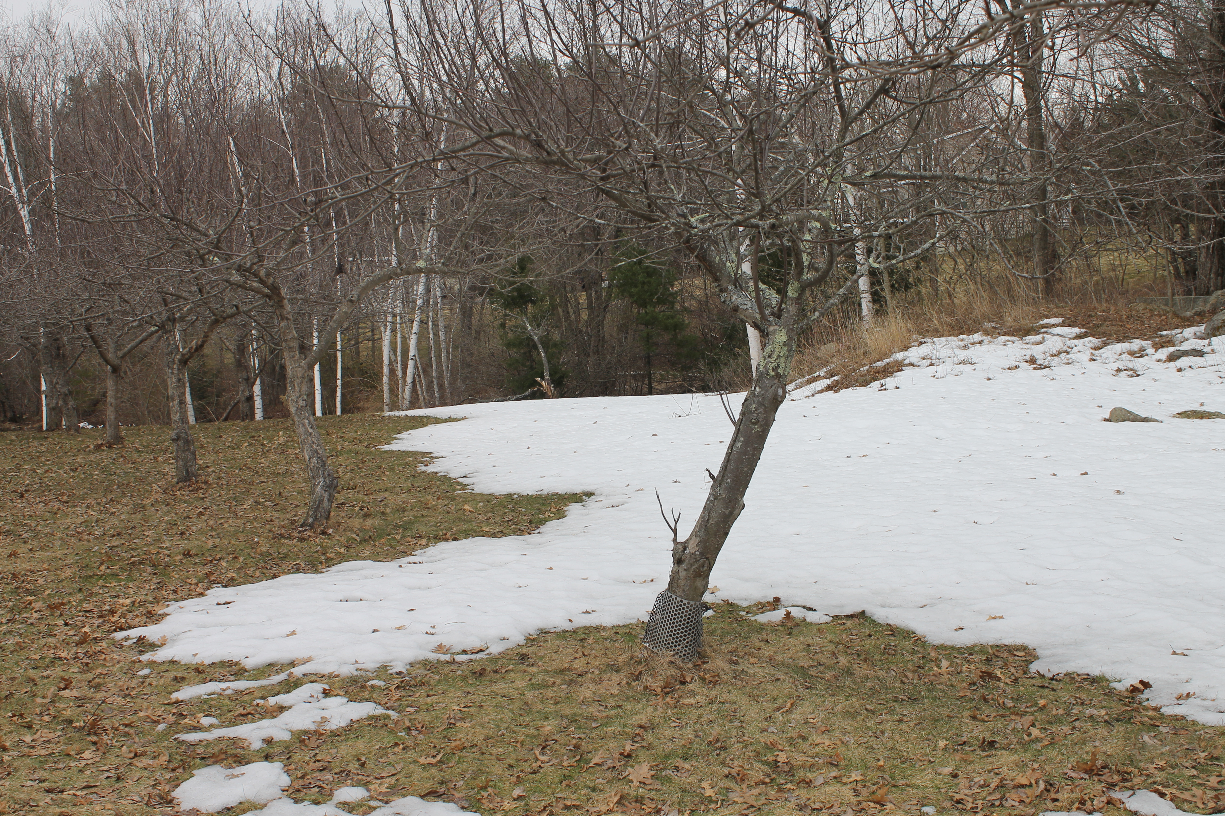 Patches Of Snow In April