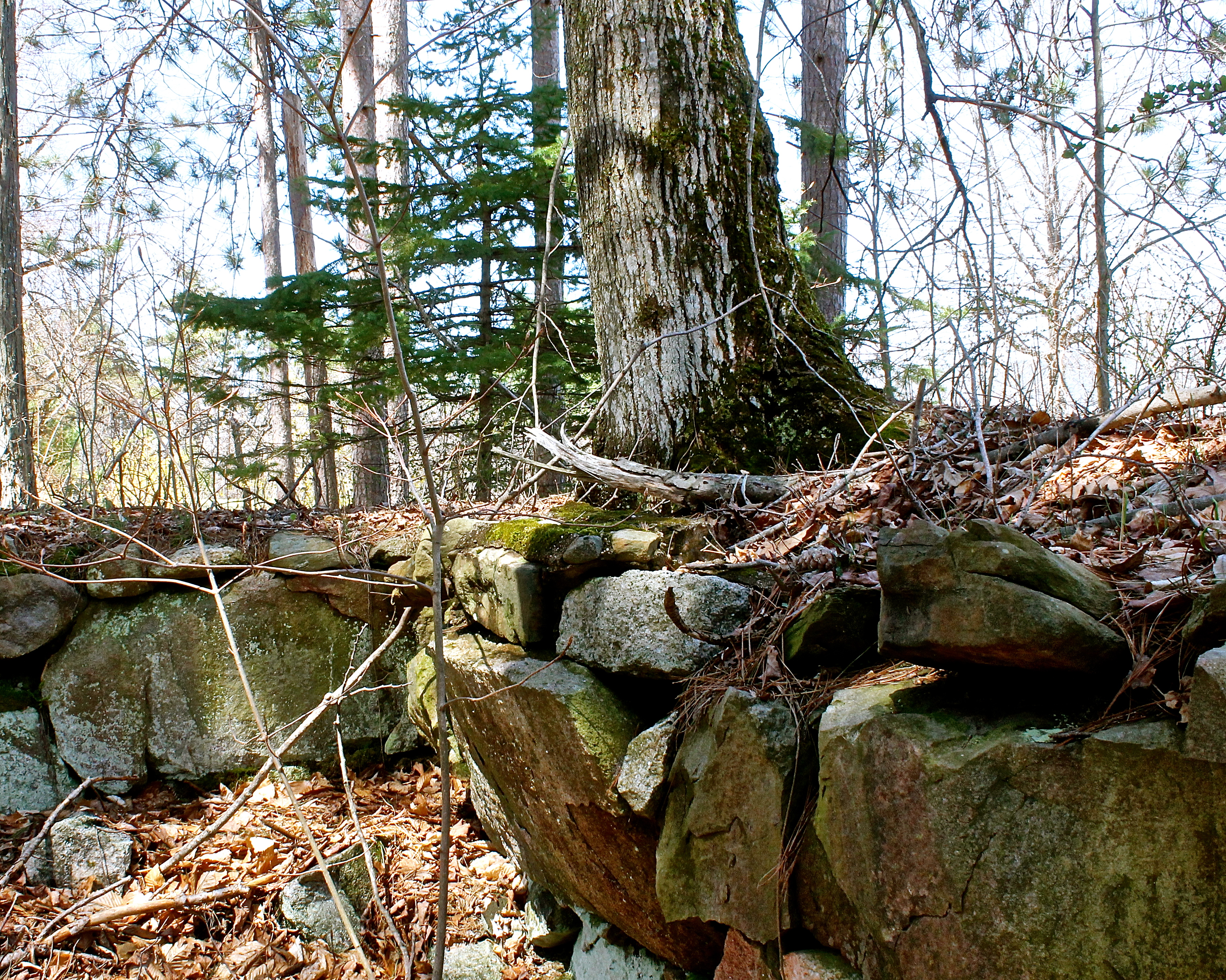 Roots Of Huge Trees Move The Stone Walls