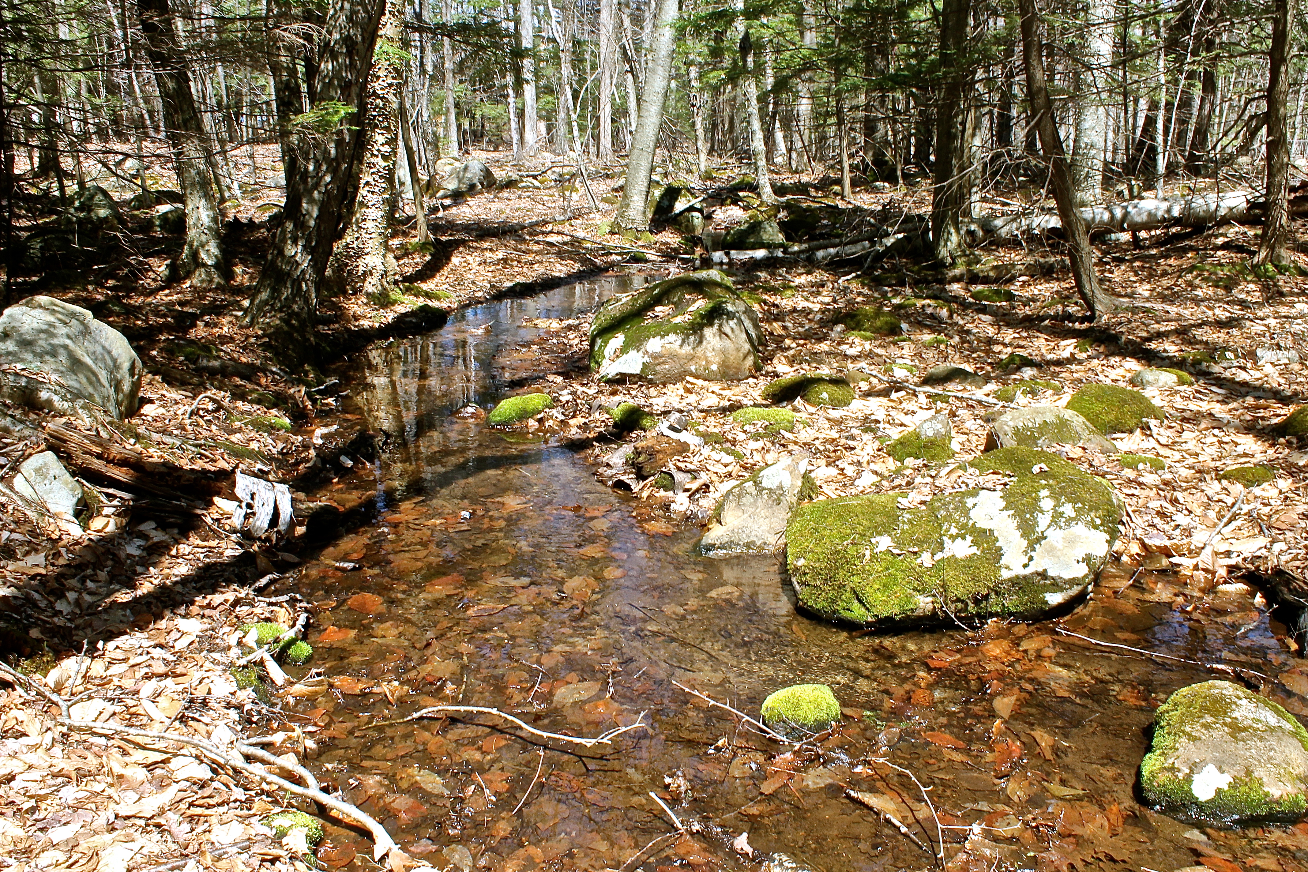 Peaceful Stream In The Dappled Sunlight