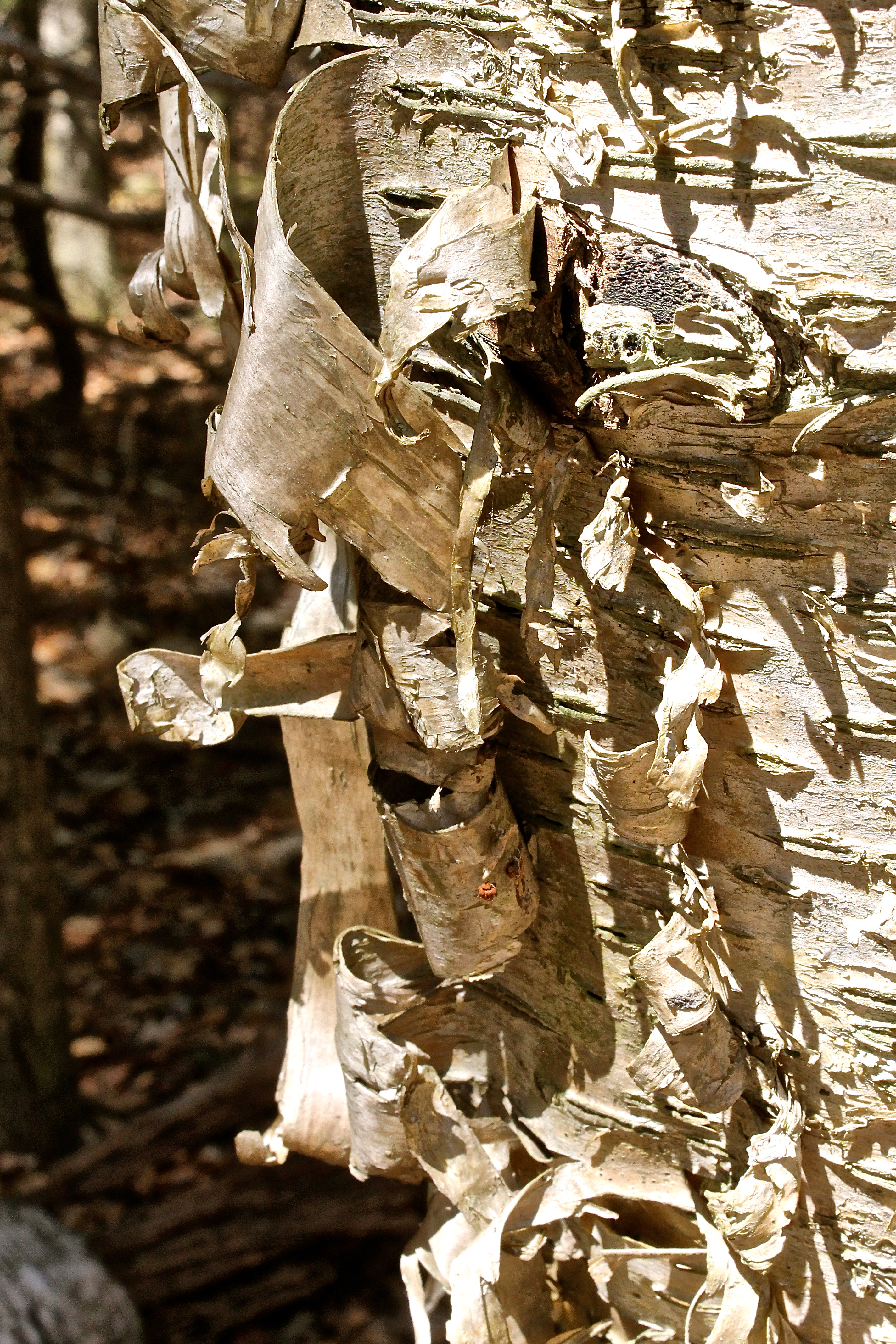 A Peeling Bark Sculpter By Nature