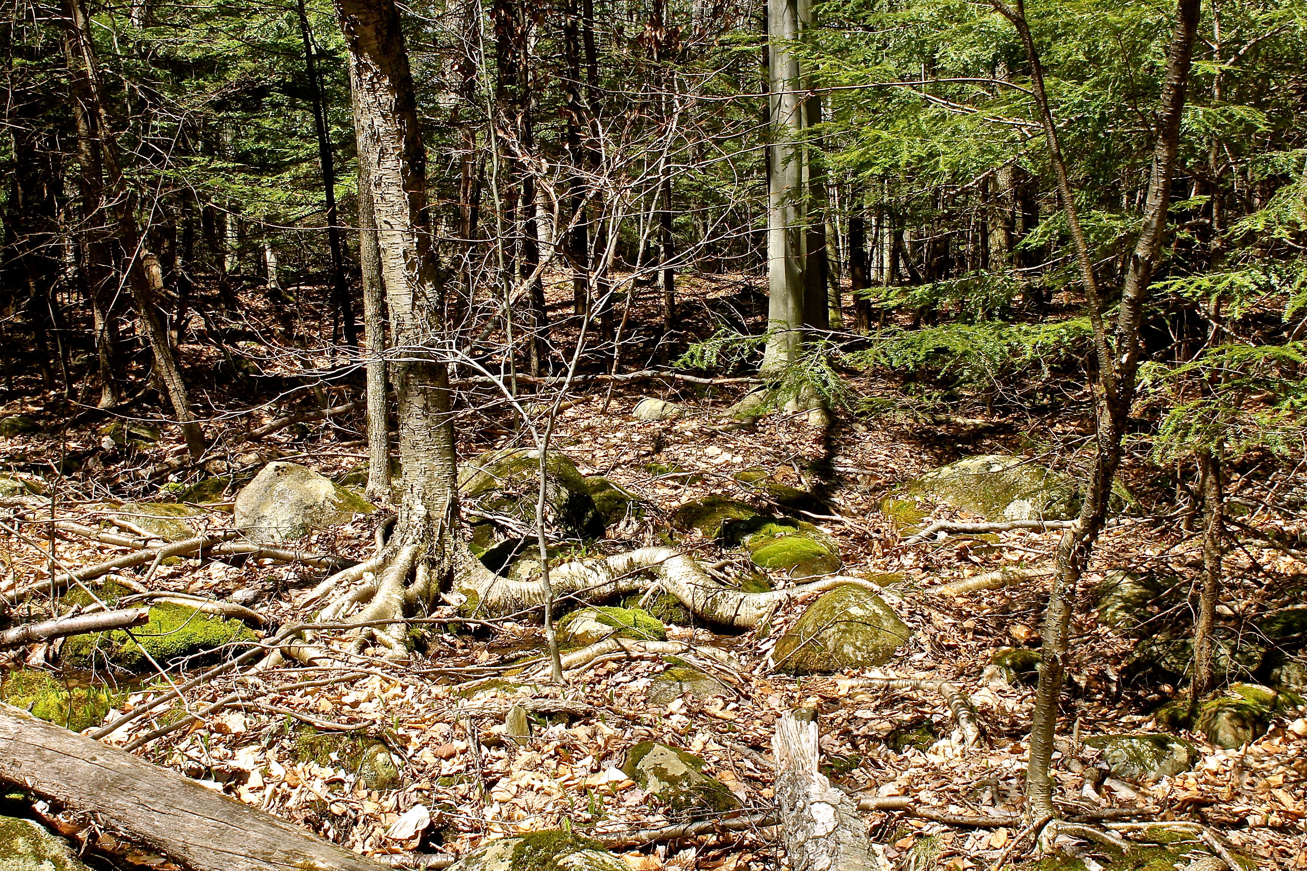 Trees Growing Up, Over And Around The Rocks