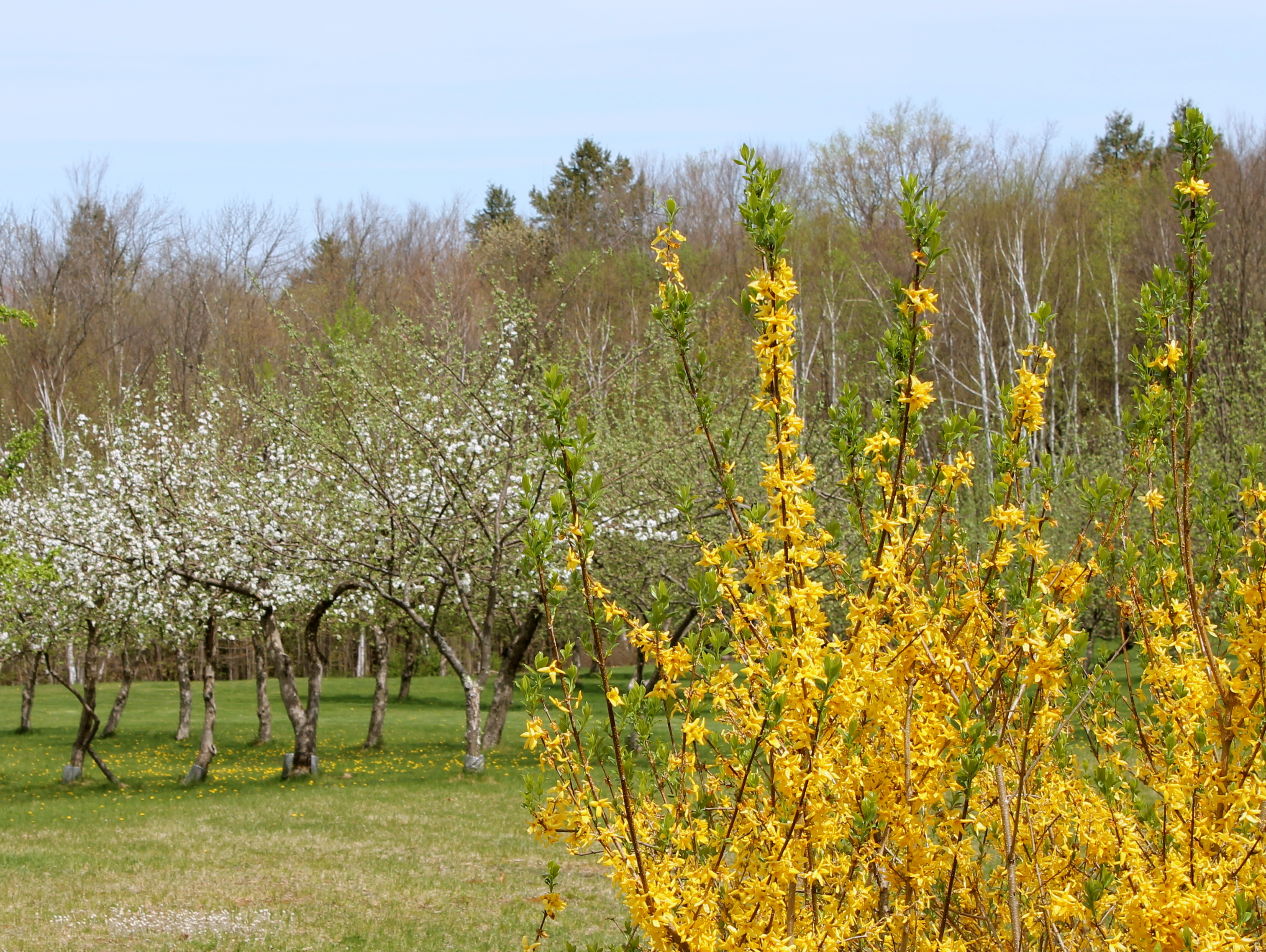 Forsythia Adds Bright Color To The Orchard