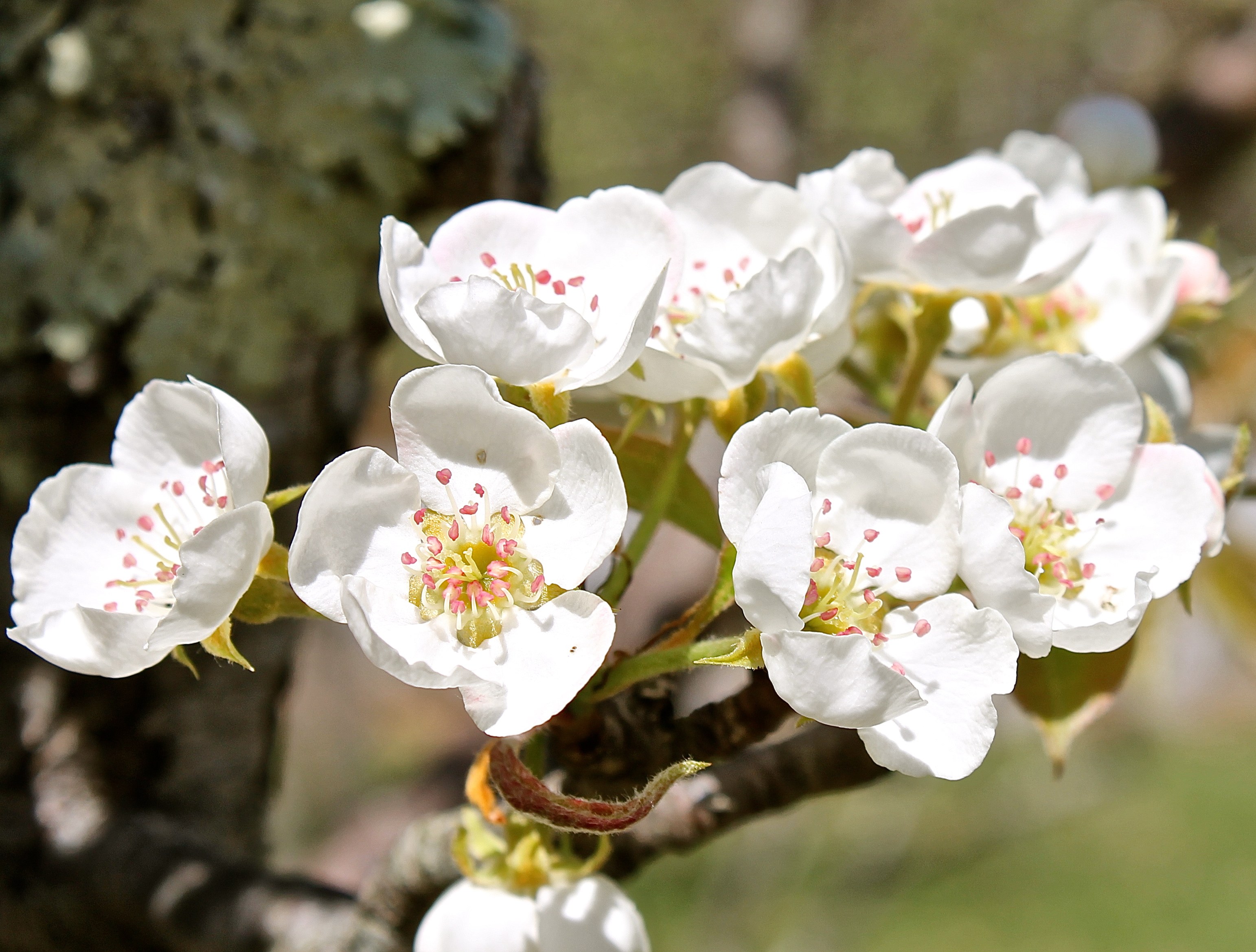 Delicate Blossoms Of A Pear Tree