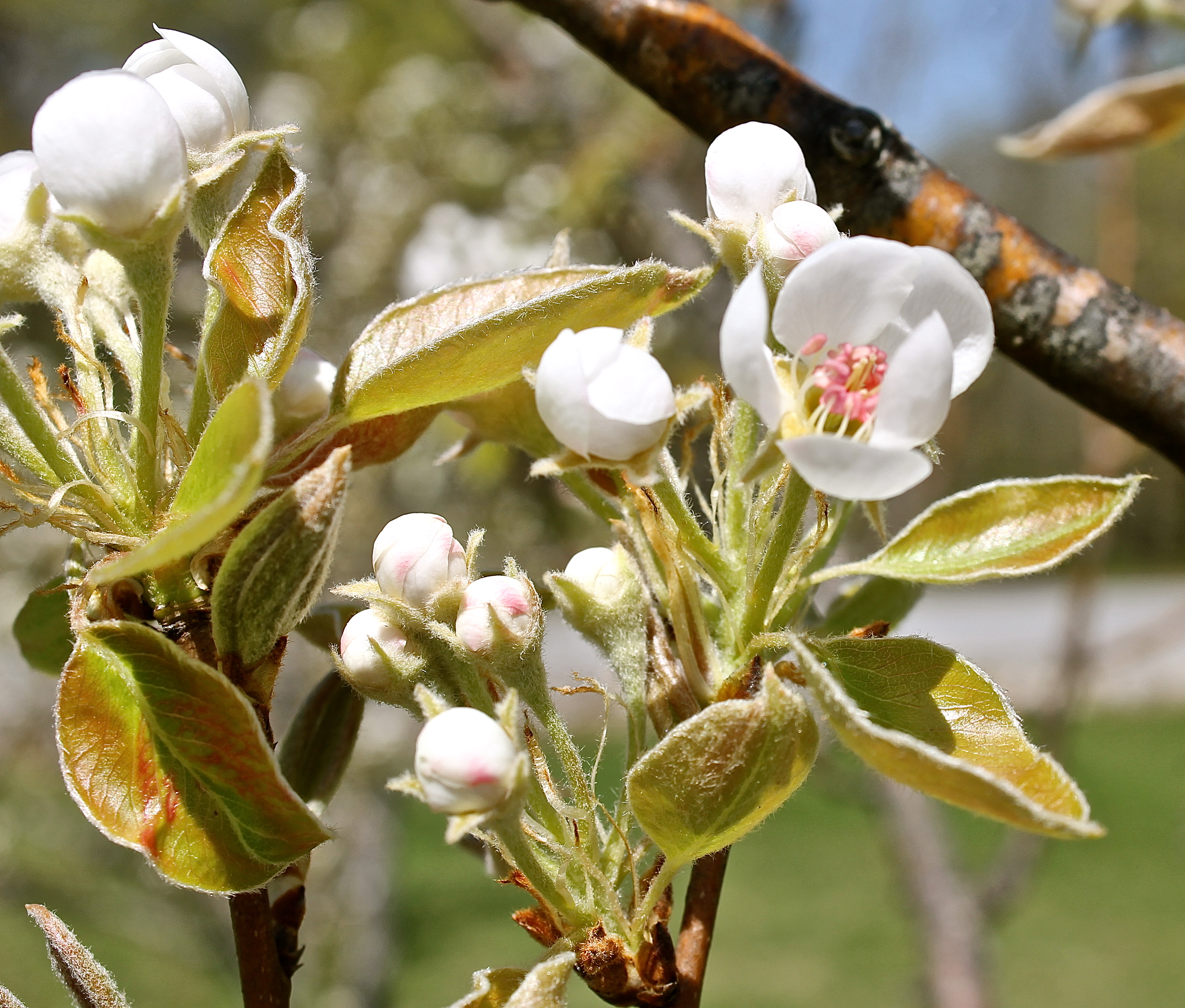 Opening buds On A Pear Tree