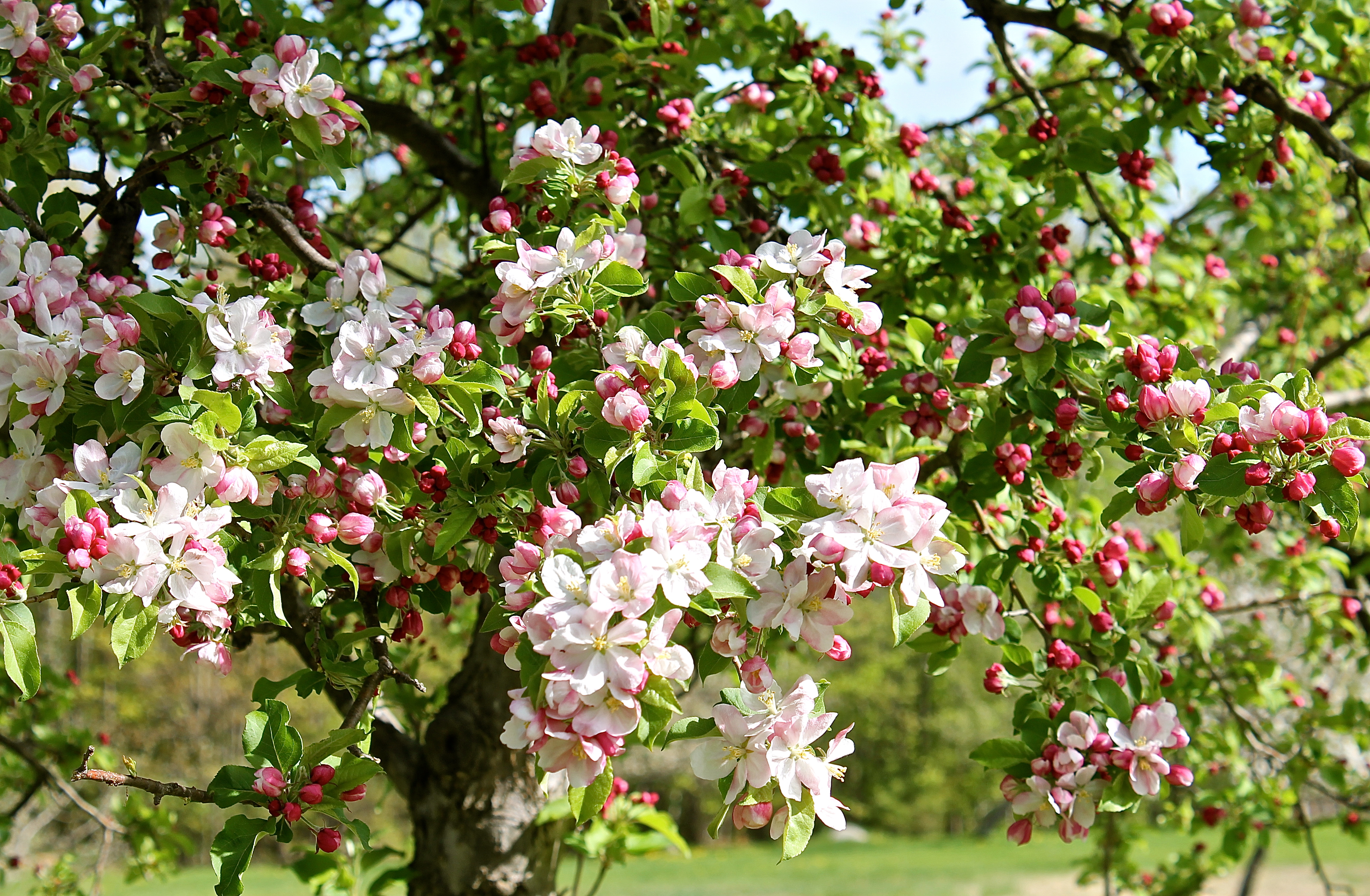 Apple Blossom Time In New England