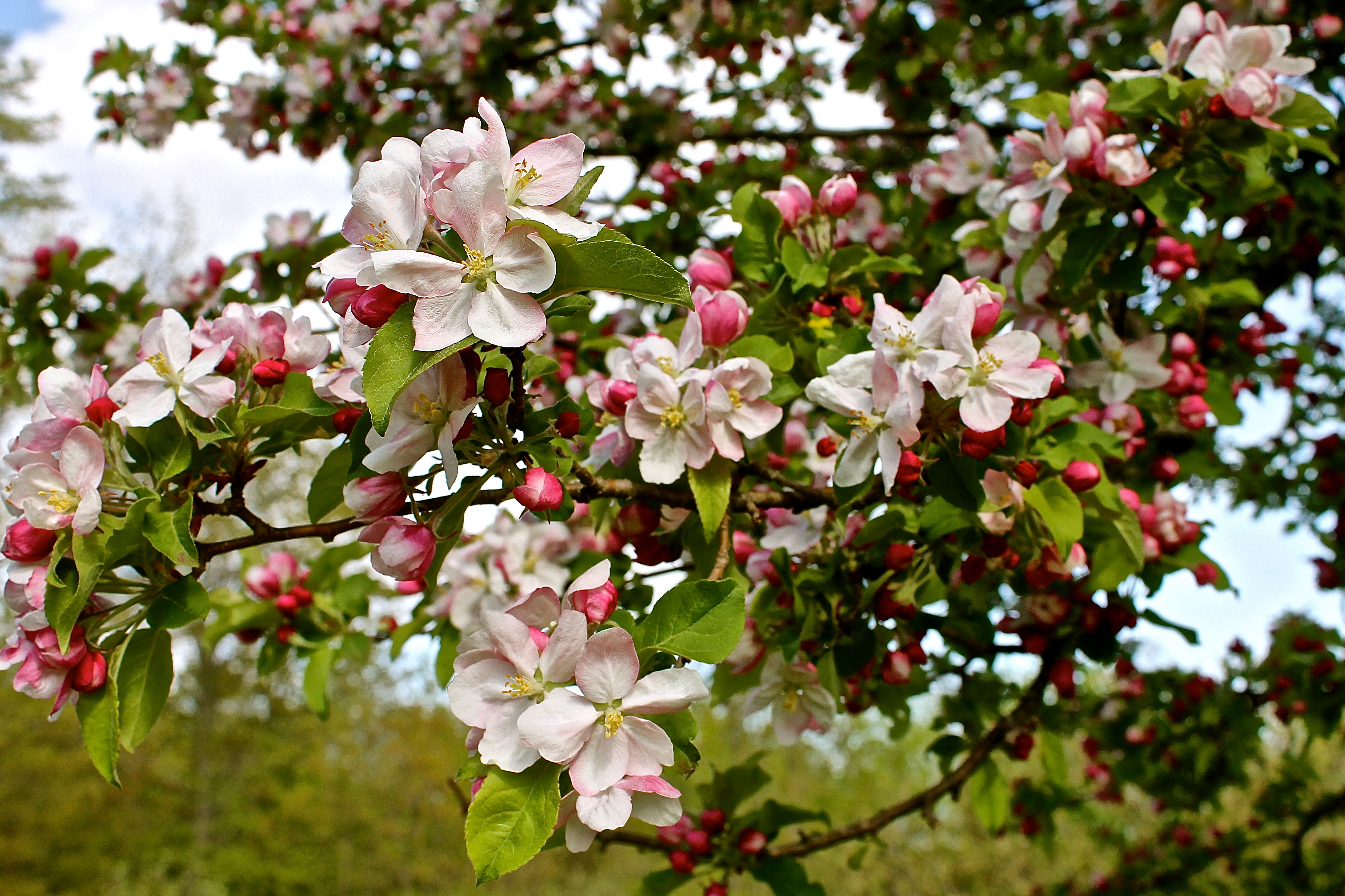 Pink Apple Blossoms Tinged With White