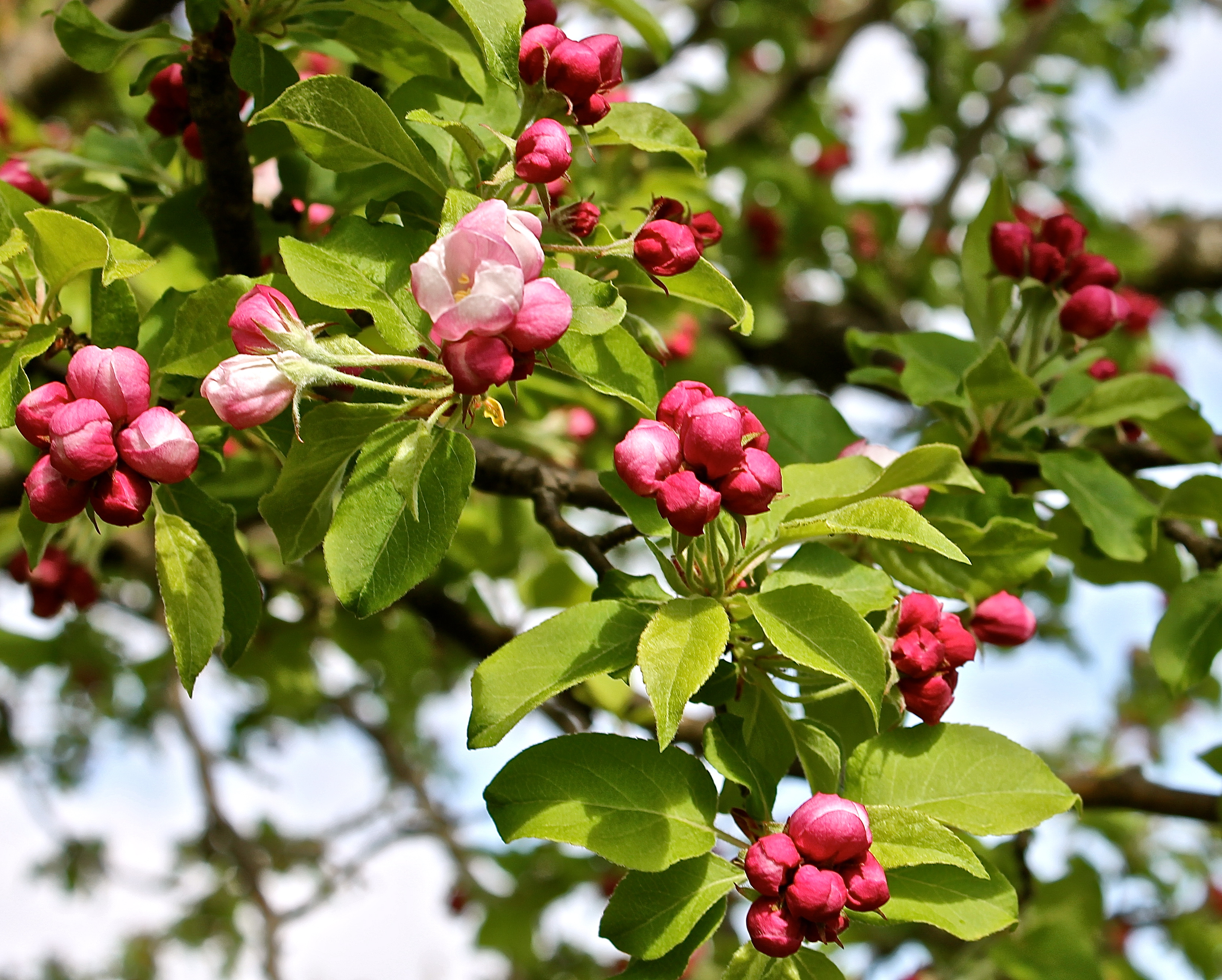 Deep Pink Apple Buds
