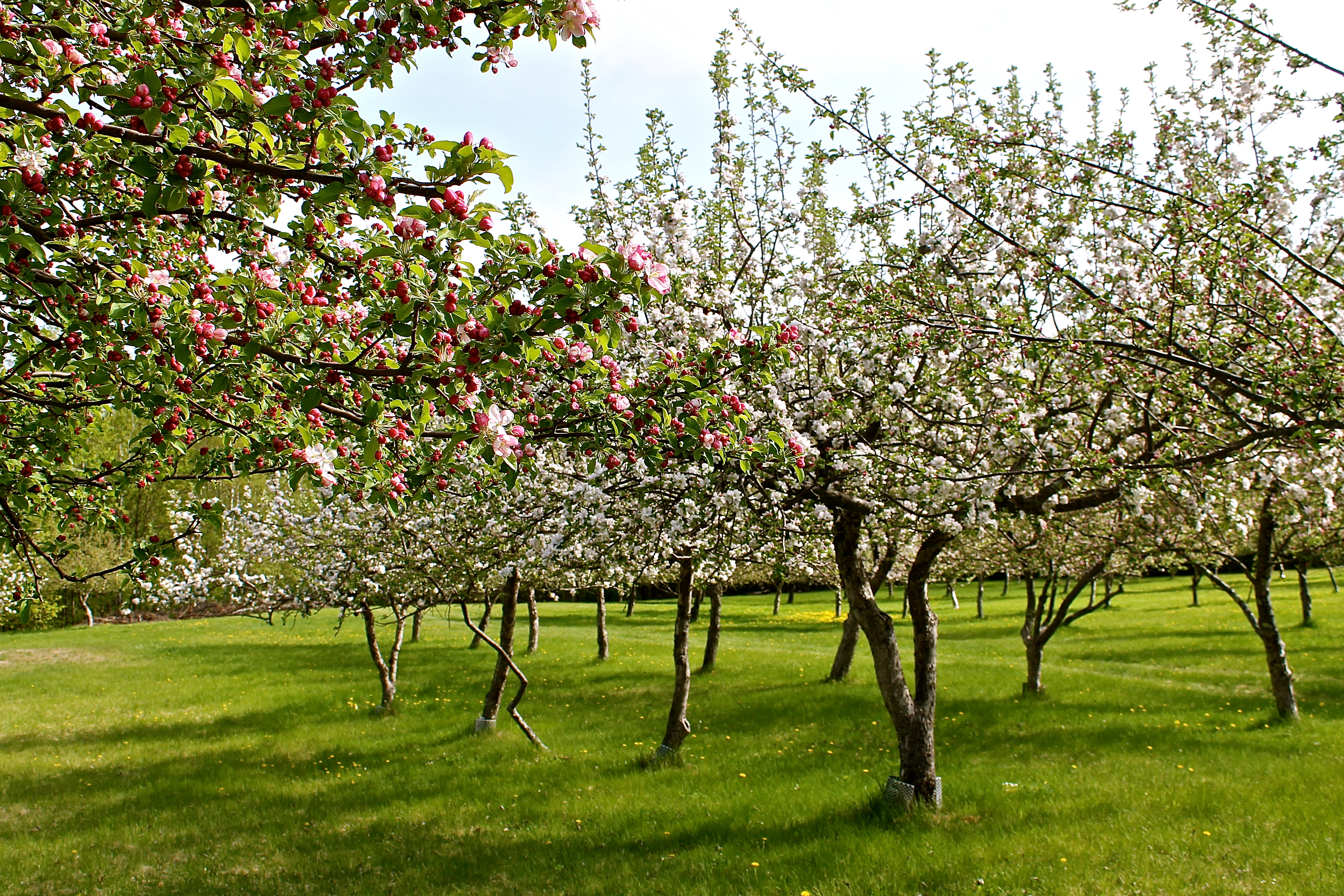 Apple Orchard In Bloom