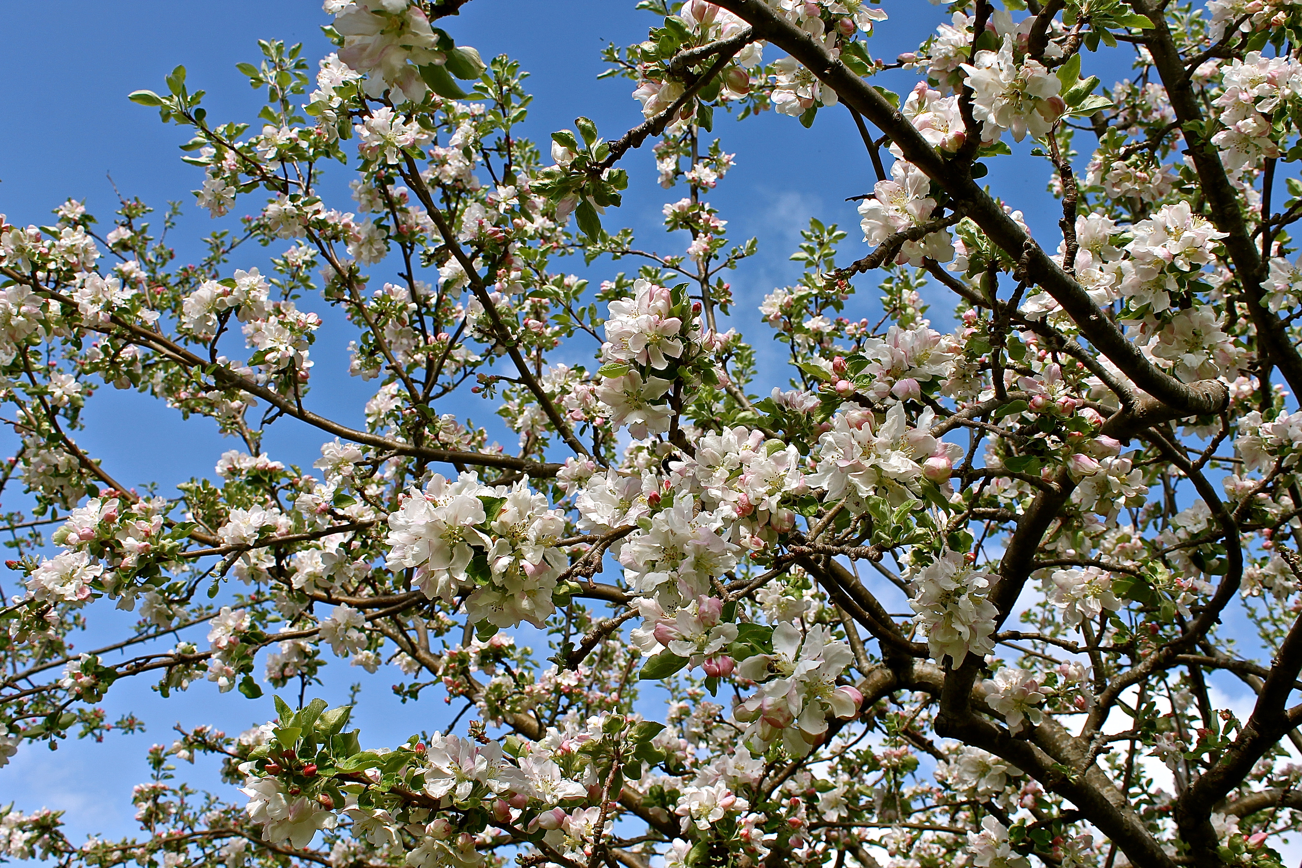Pink Blossoms Turn To A Creamy White
