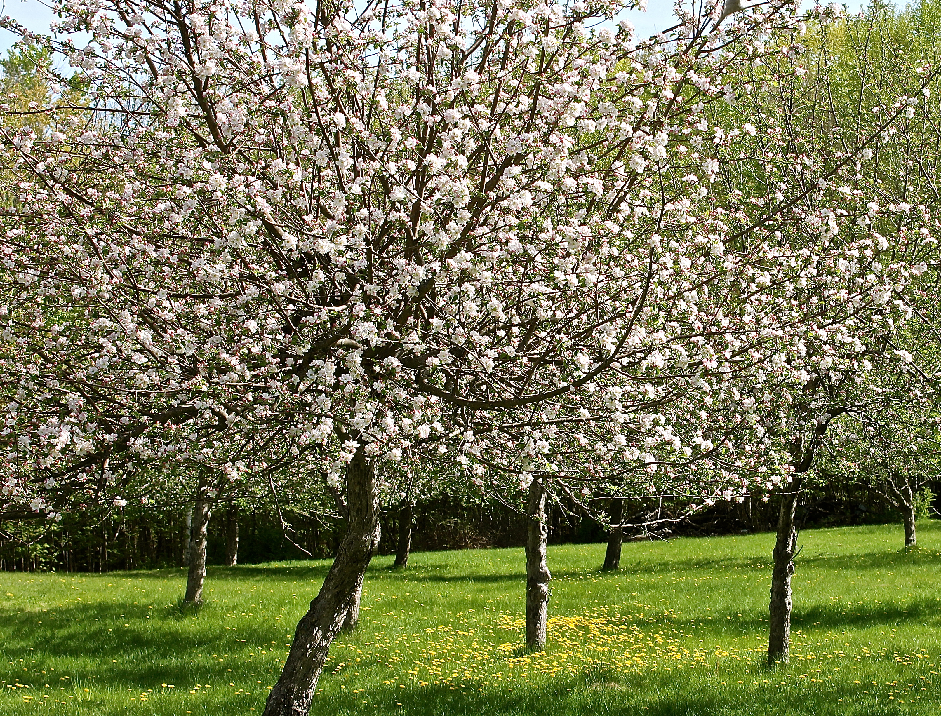 Apple Trees Surrounded By A Carpet Of Grass And Dandelions