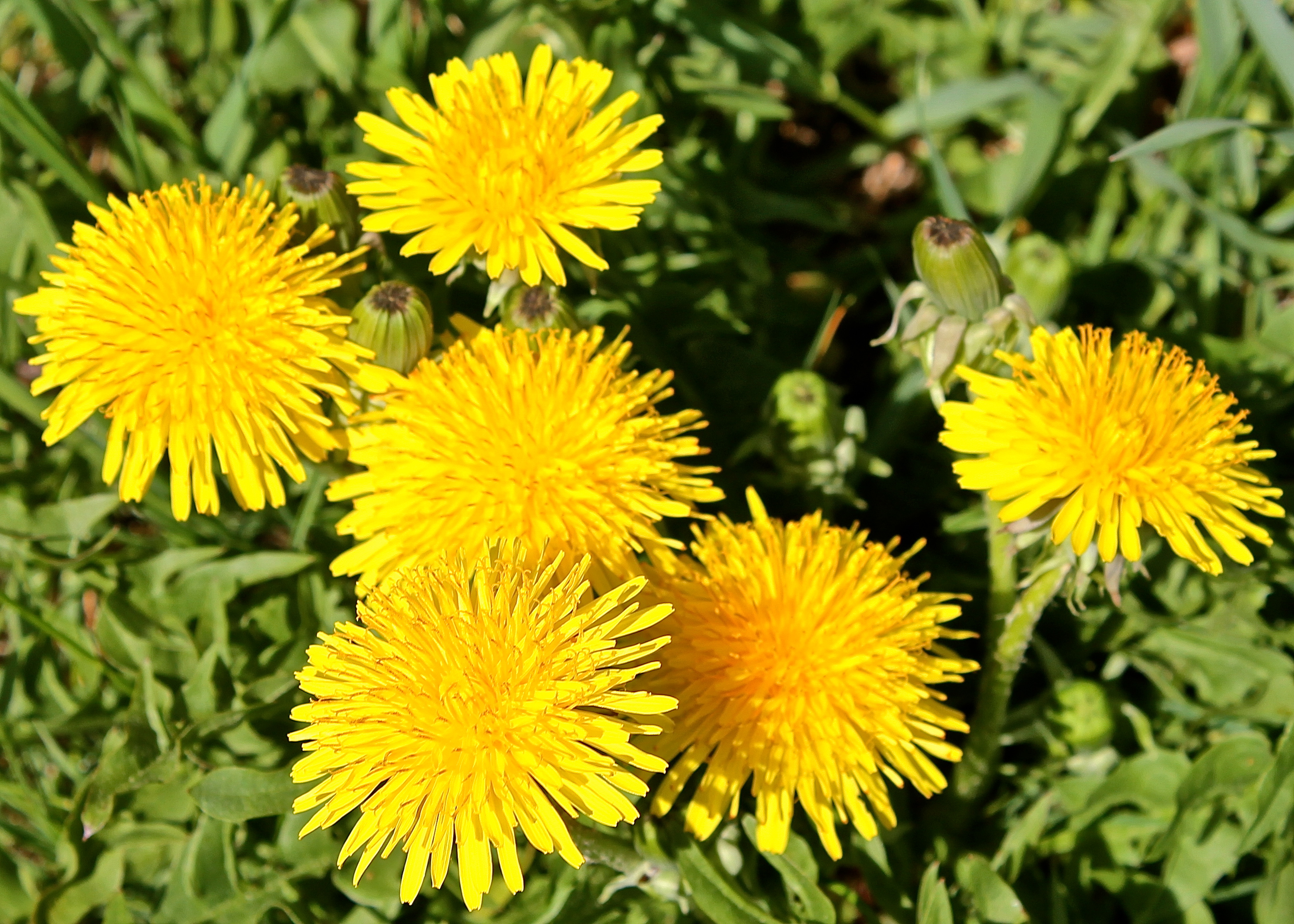 Bright Yellow Dandelions