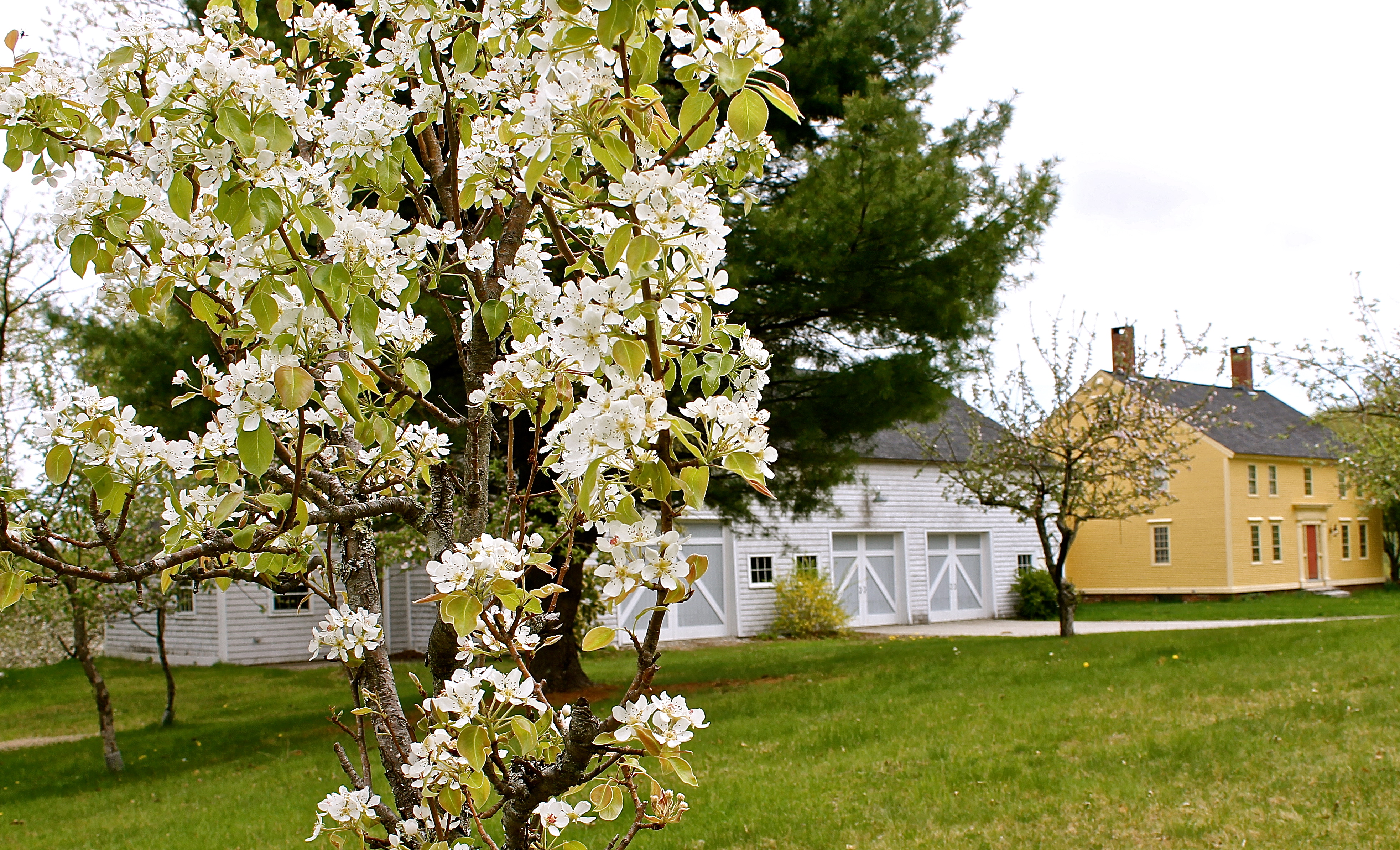 Pear Tree In Full Bloom