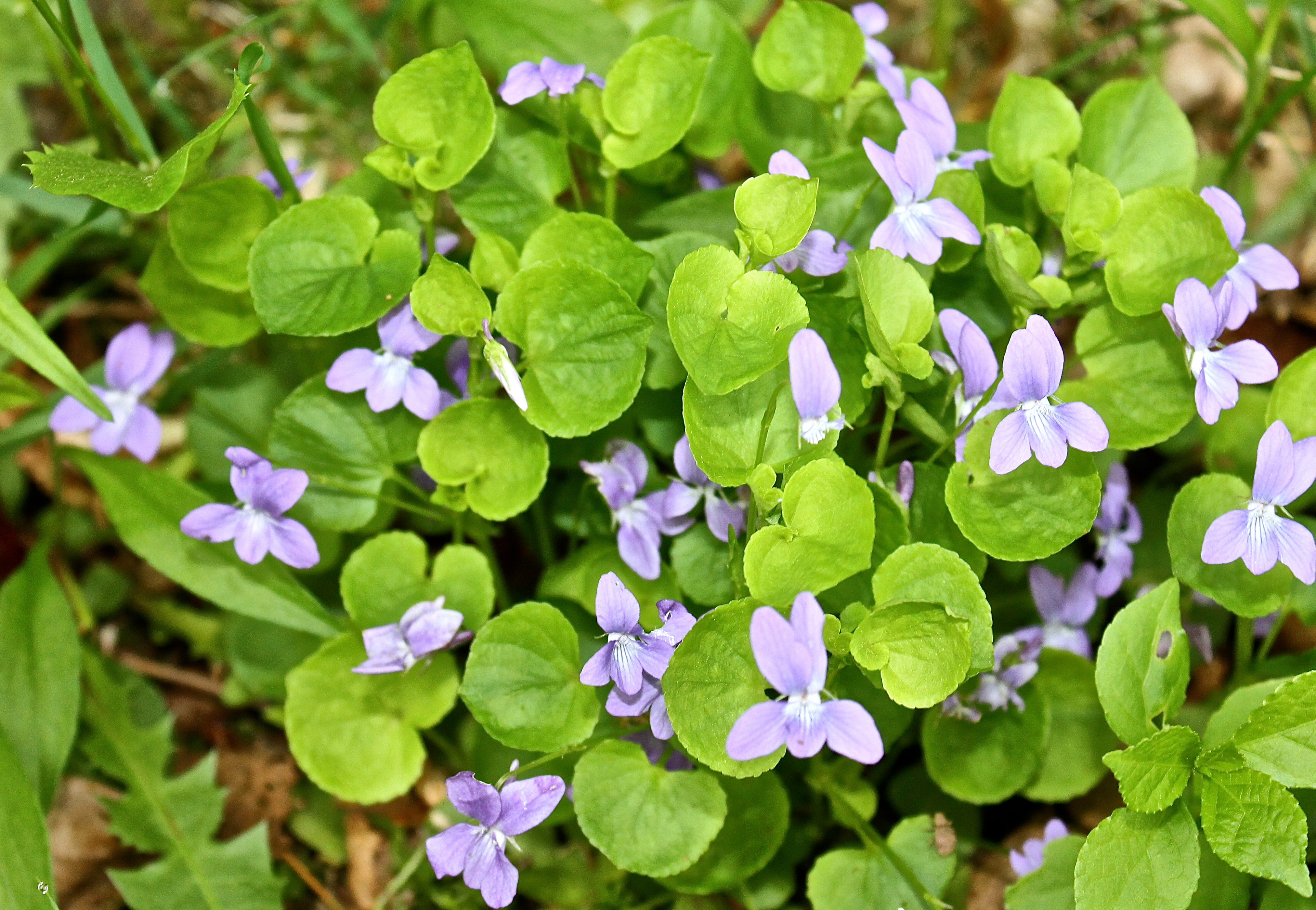 Wild Violets At The Edge Of The Woods