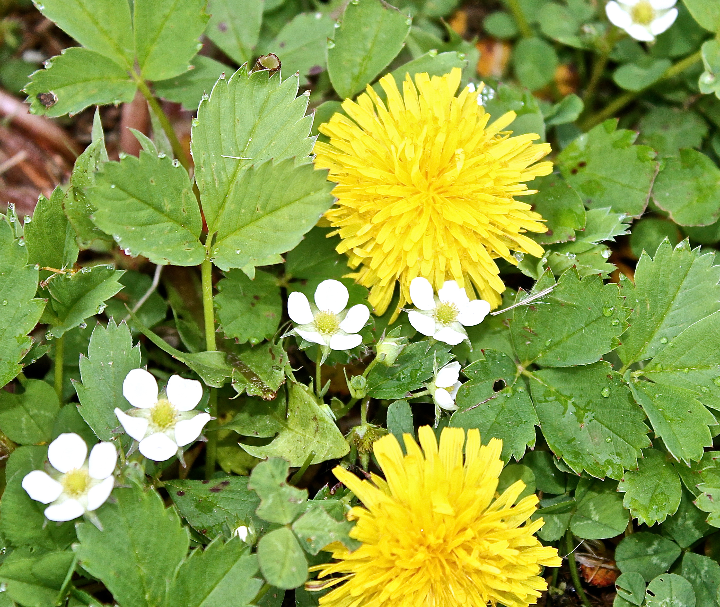 Wild Strawberries And Dandelions