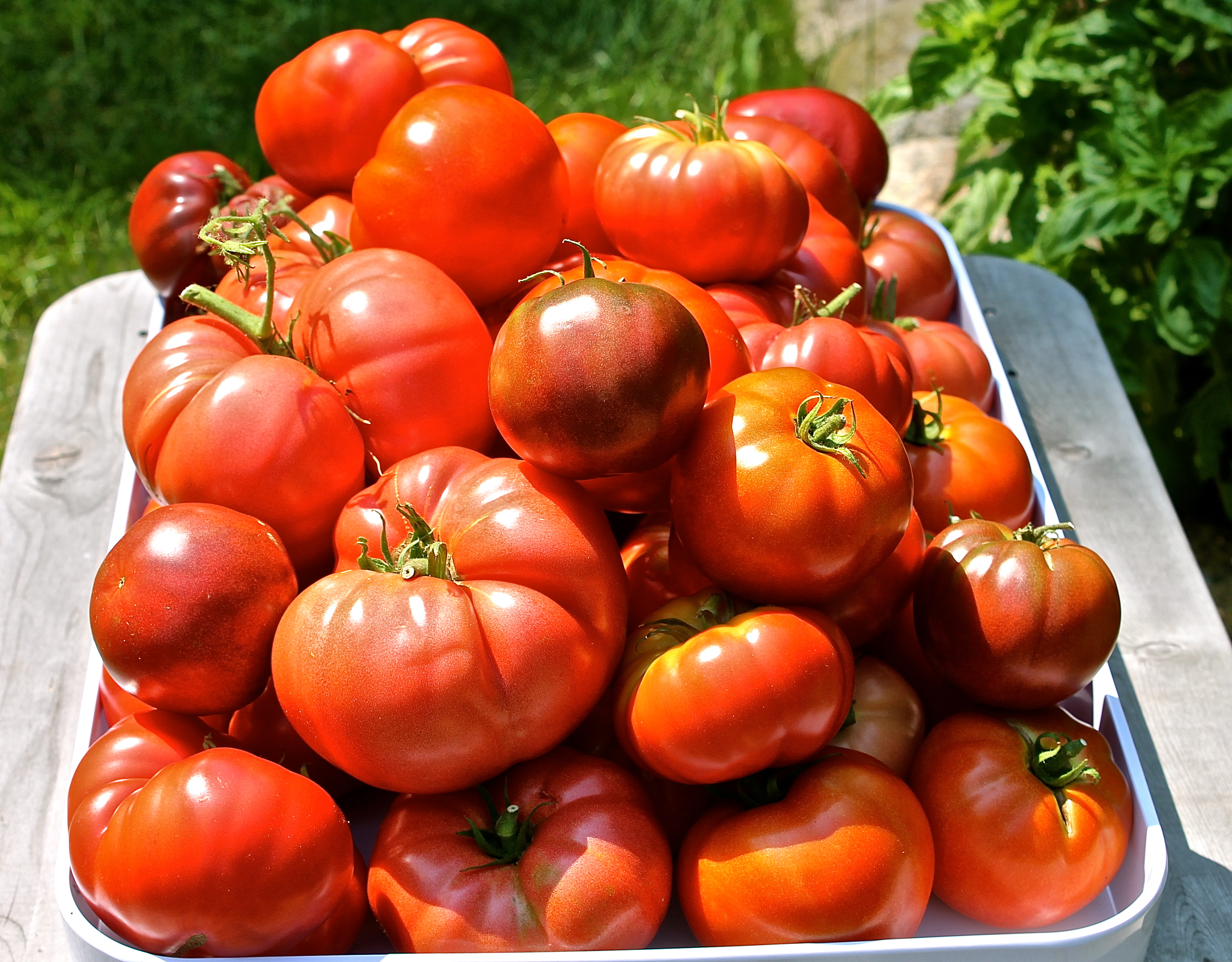Vine Ripe Tomatoes From Our Garden