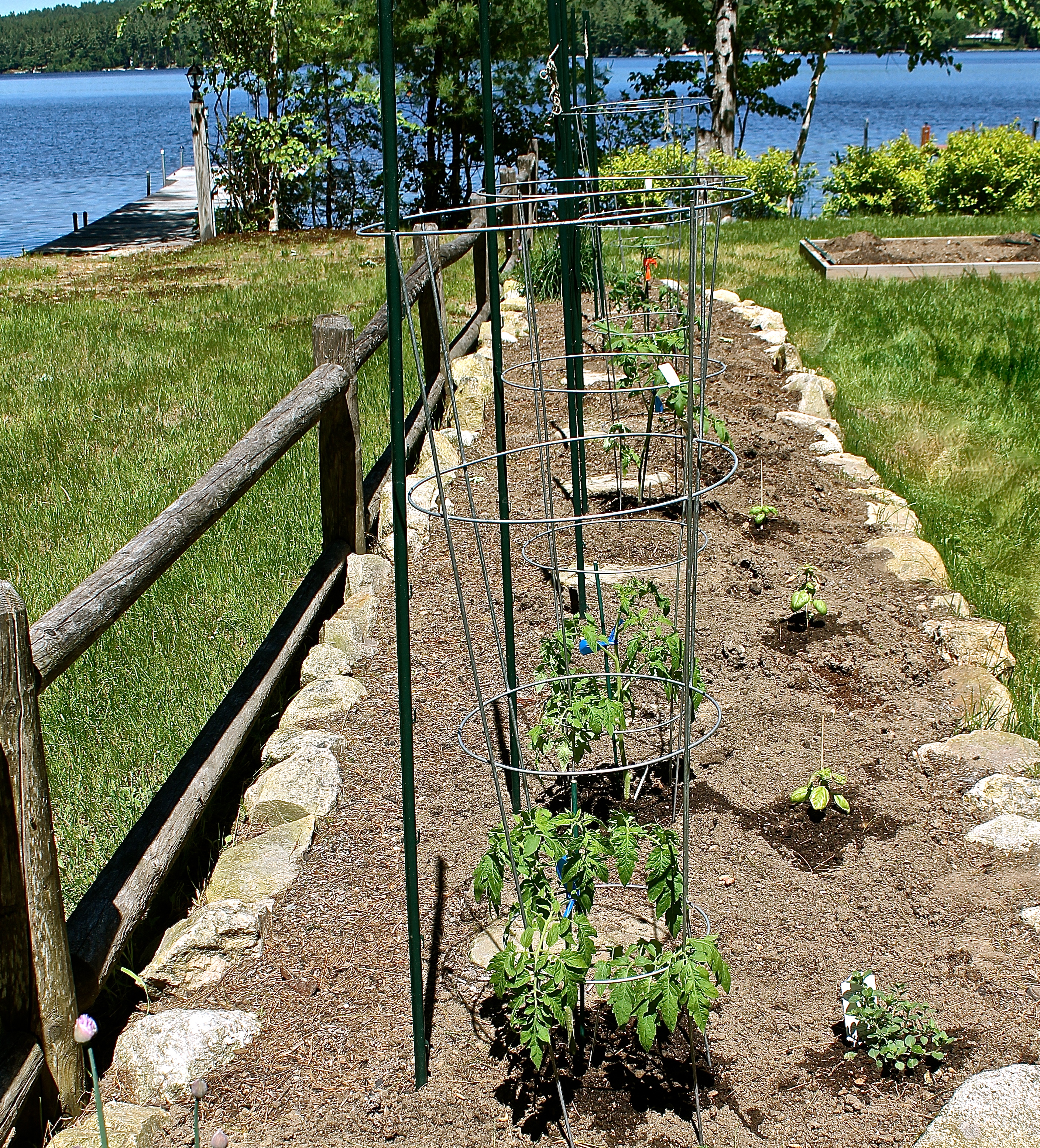 Planting The Tomato Garden