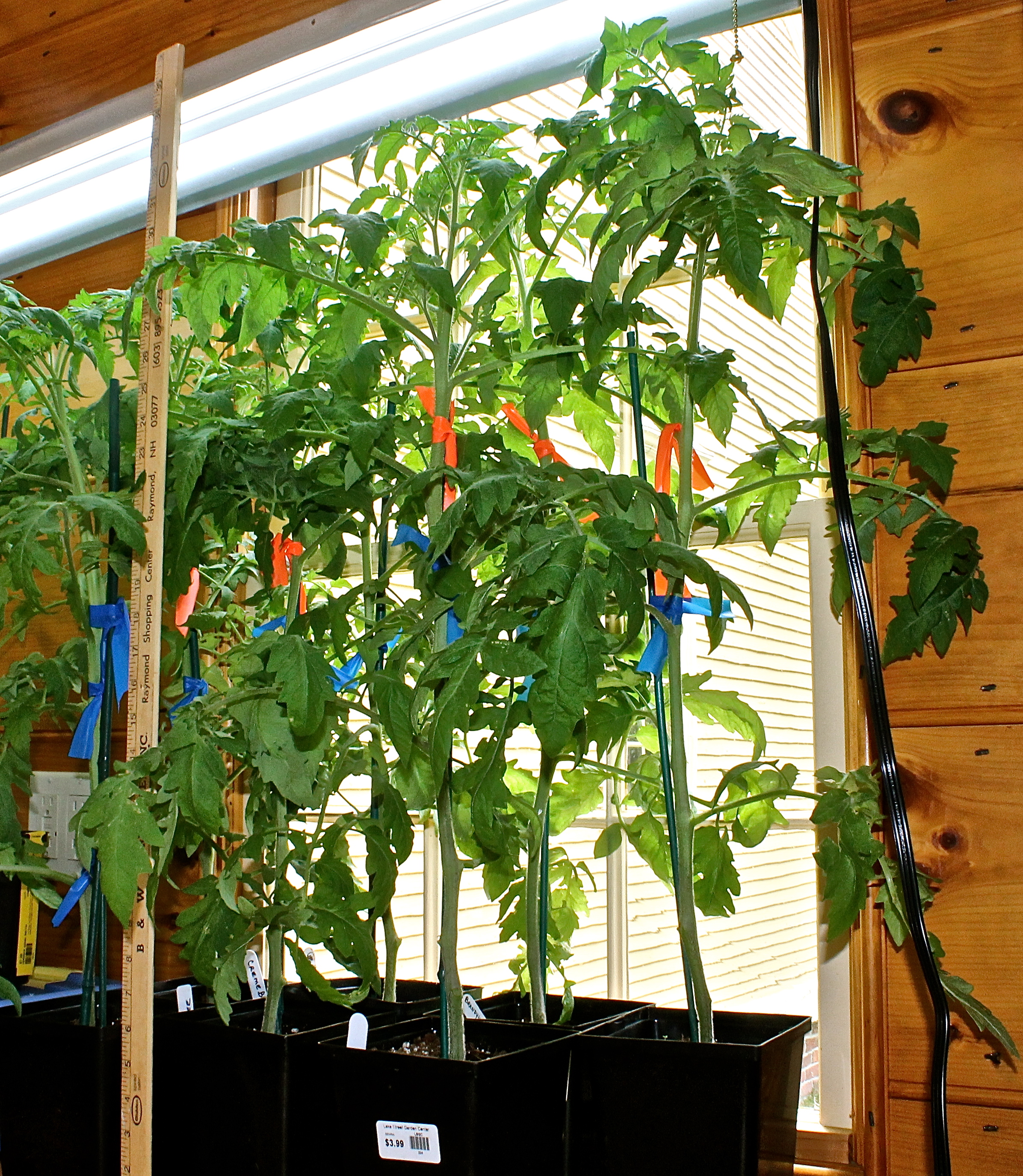 Almost Three Feet Tall Tomato Plants With Blossoms Ready To Go Into The Garden