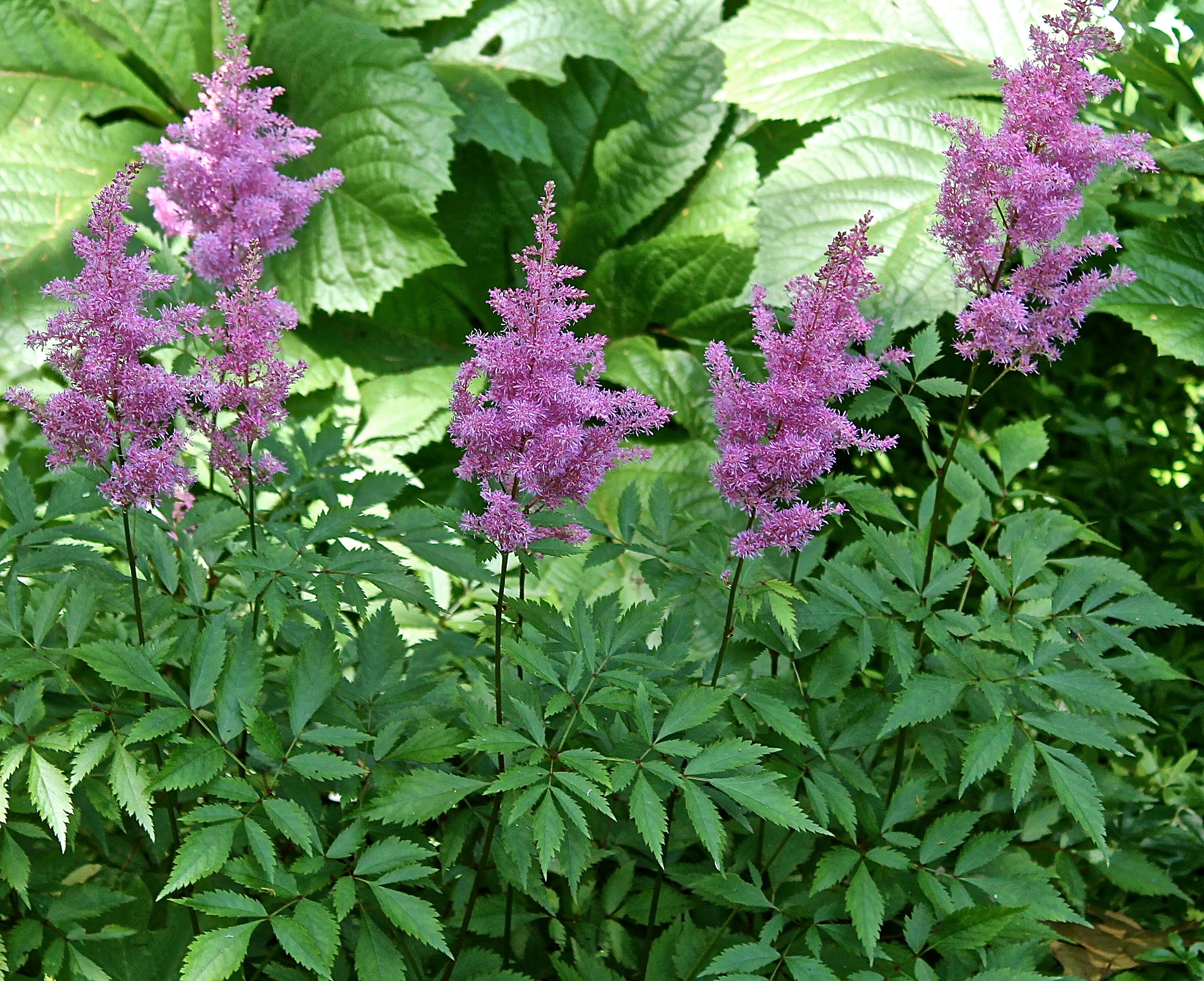 Astilbe In Bloom In The Shade Garden