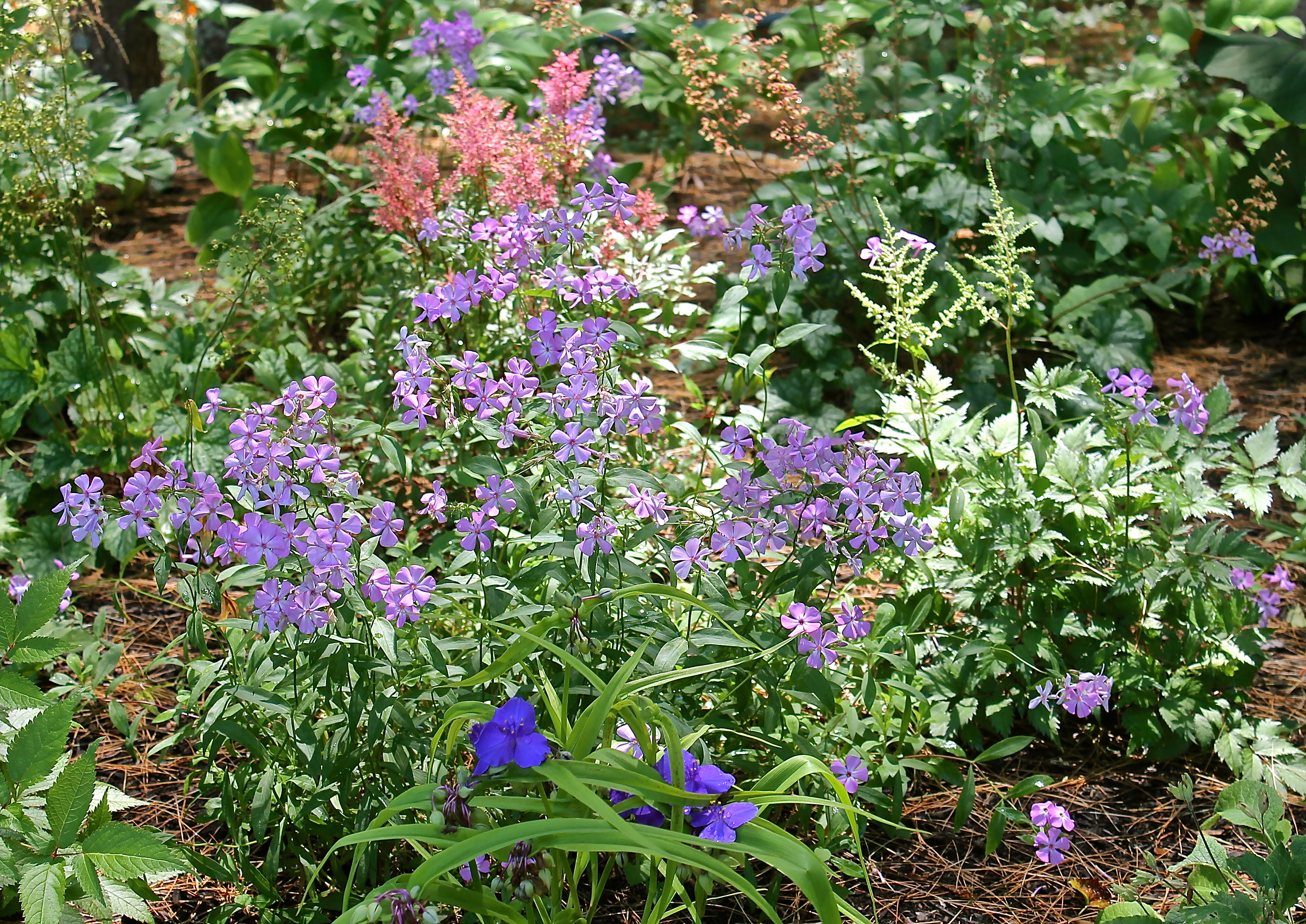 Shade Garden In Bloom