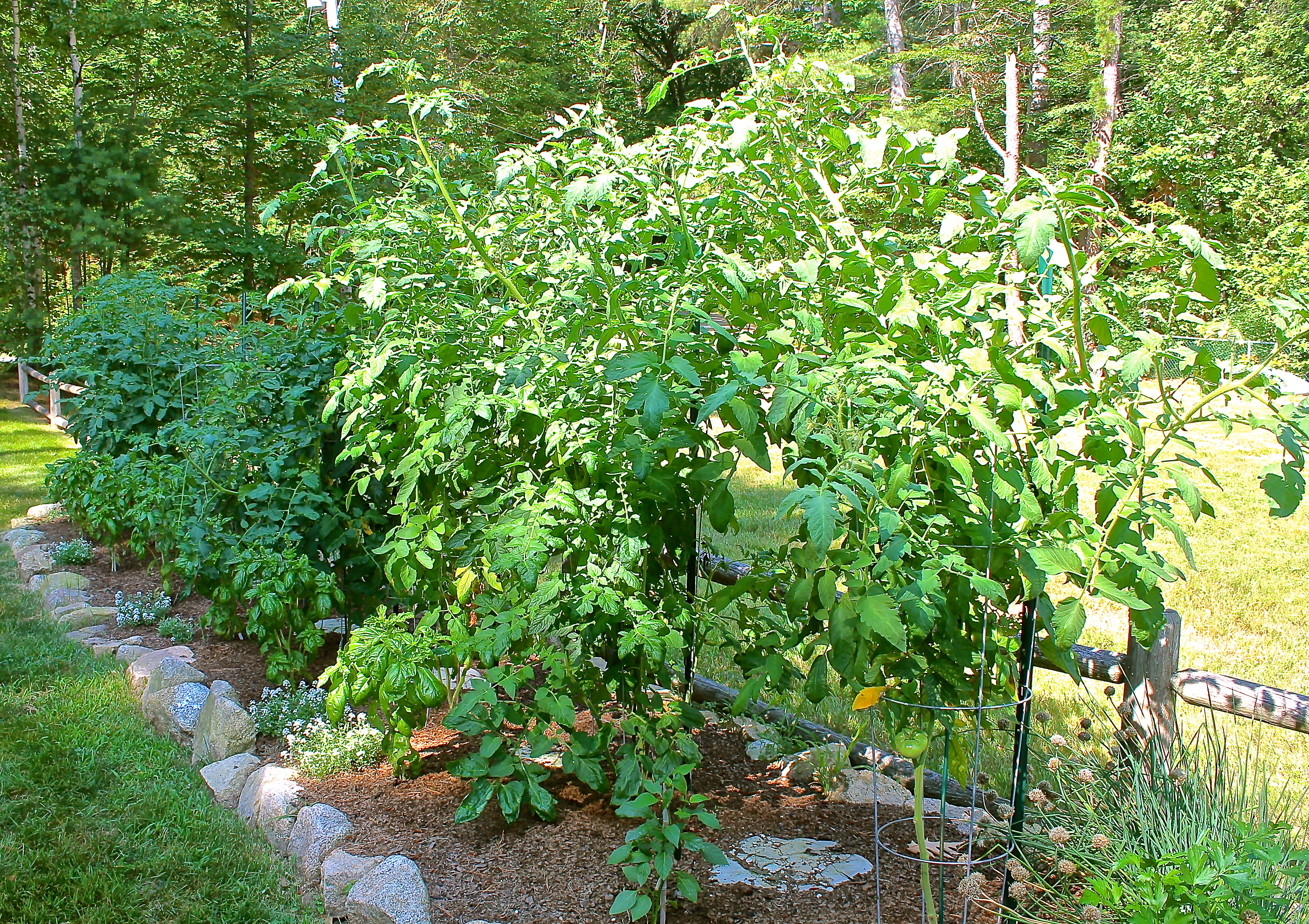 Tomato Plants Last July