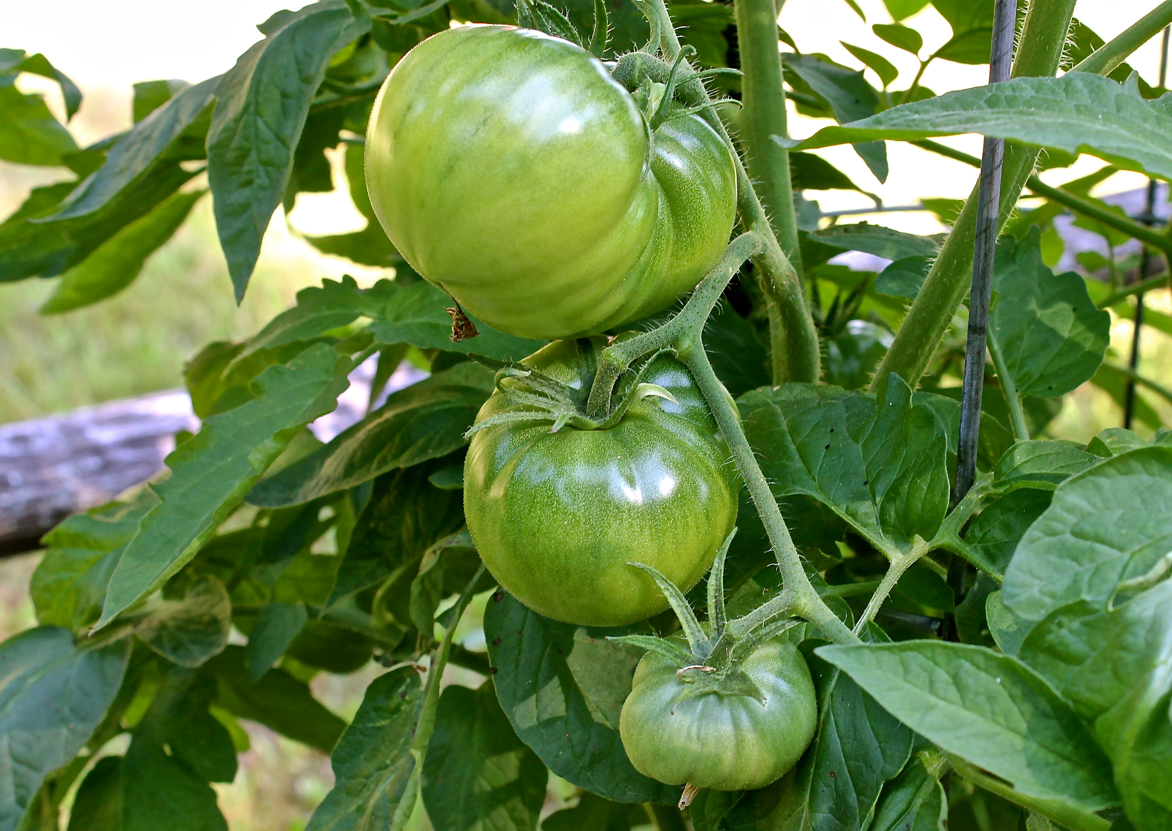 Large Green Tomatoes On Every Pland