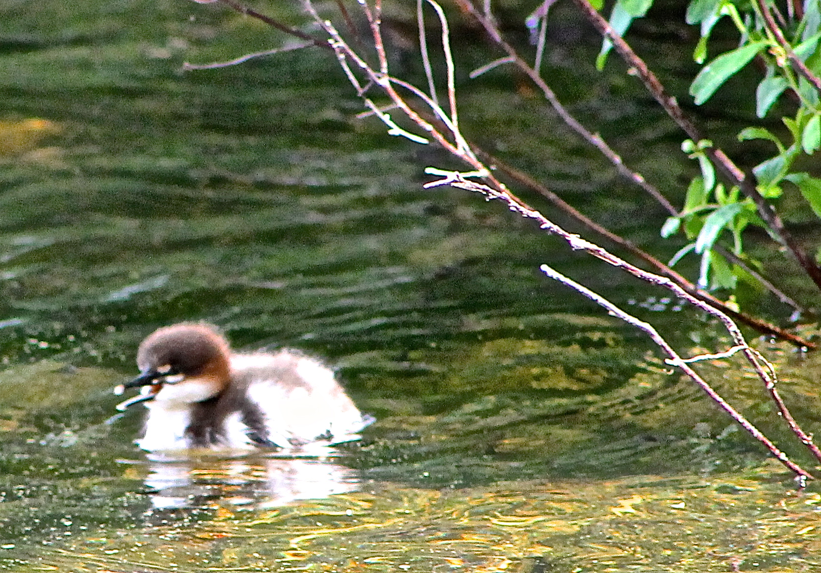 Loon Chick Swimming Near The Shoreline