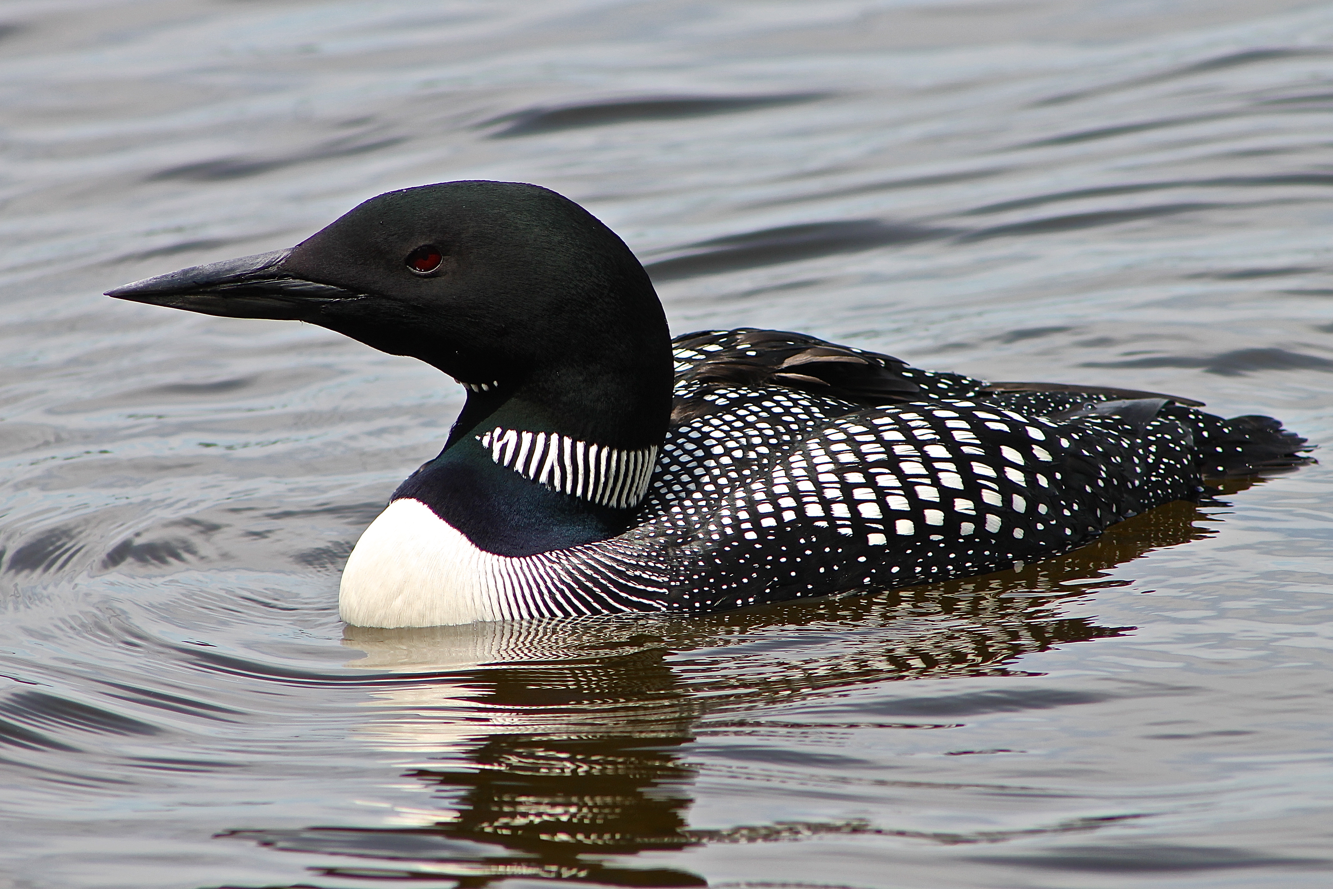 The Loon...A Magnificent Bird