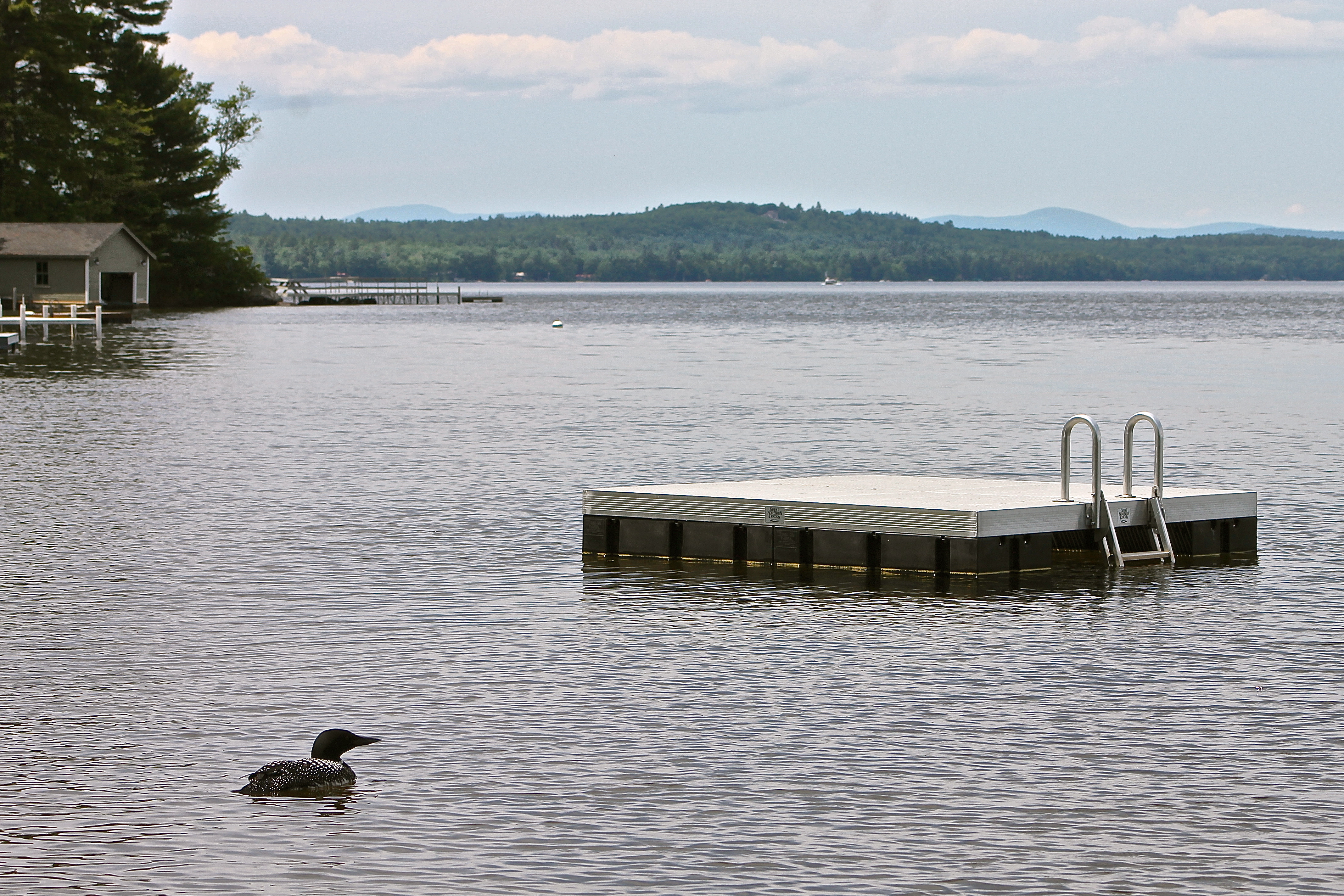 Loon Off Our Dock On Long Lake