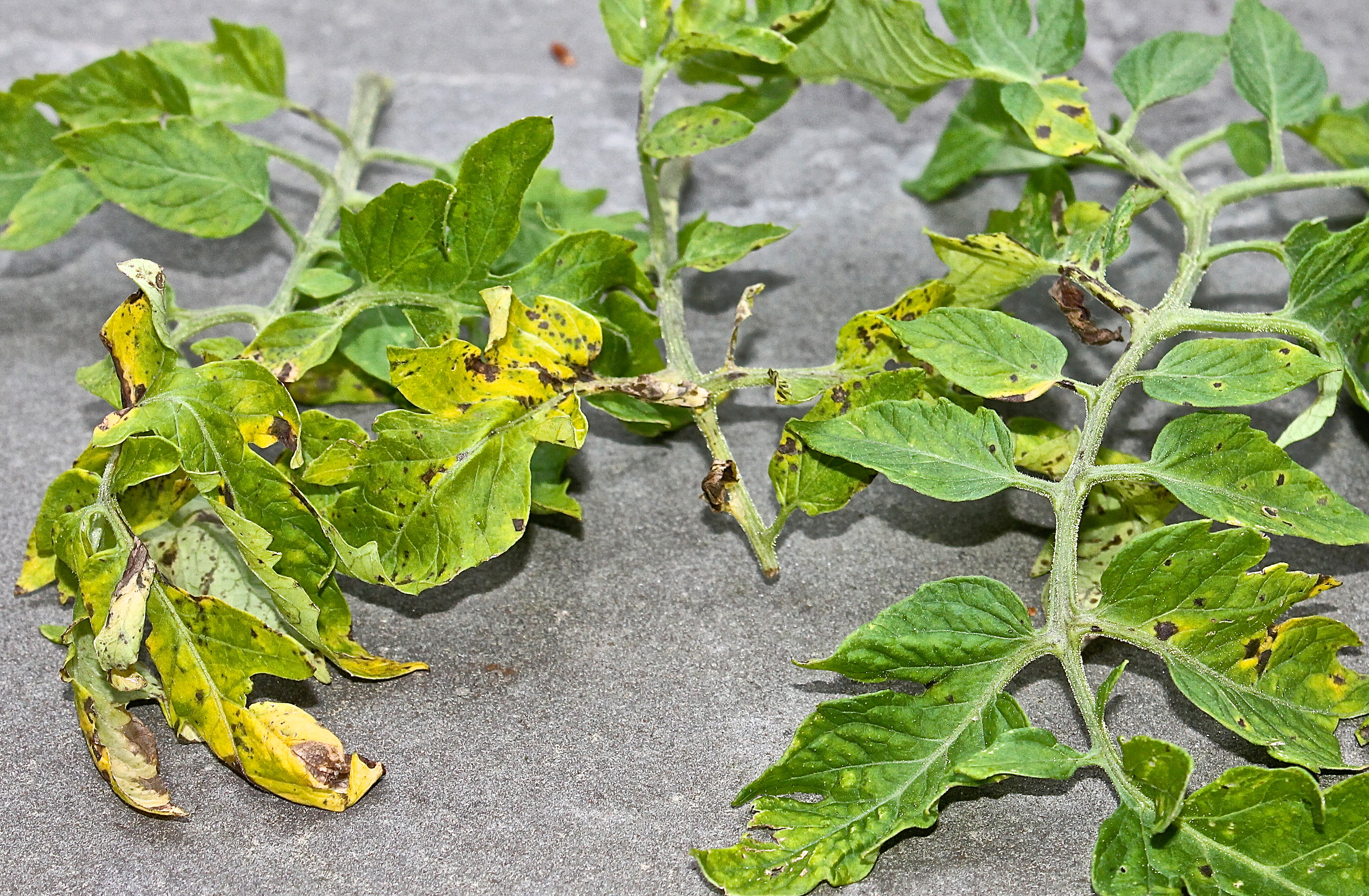 Septoria Leaf Spot On Tomato Leaves