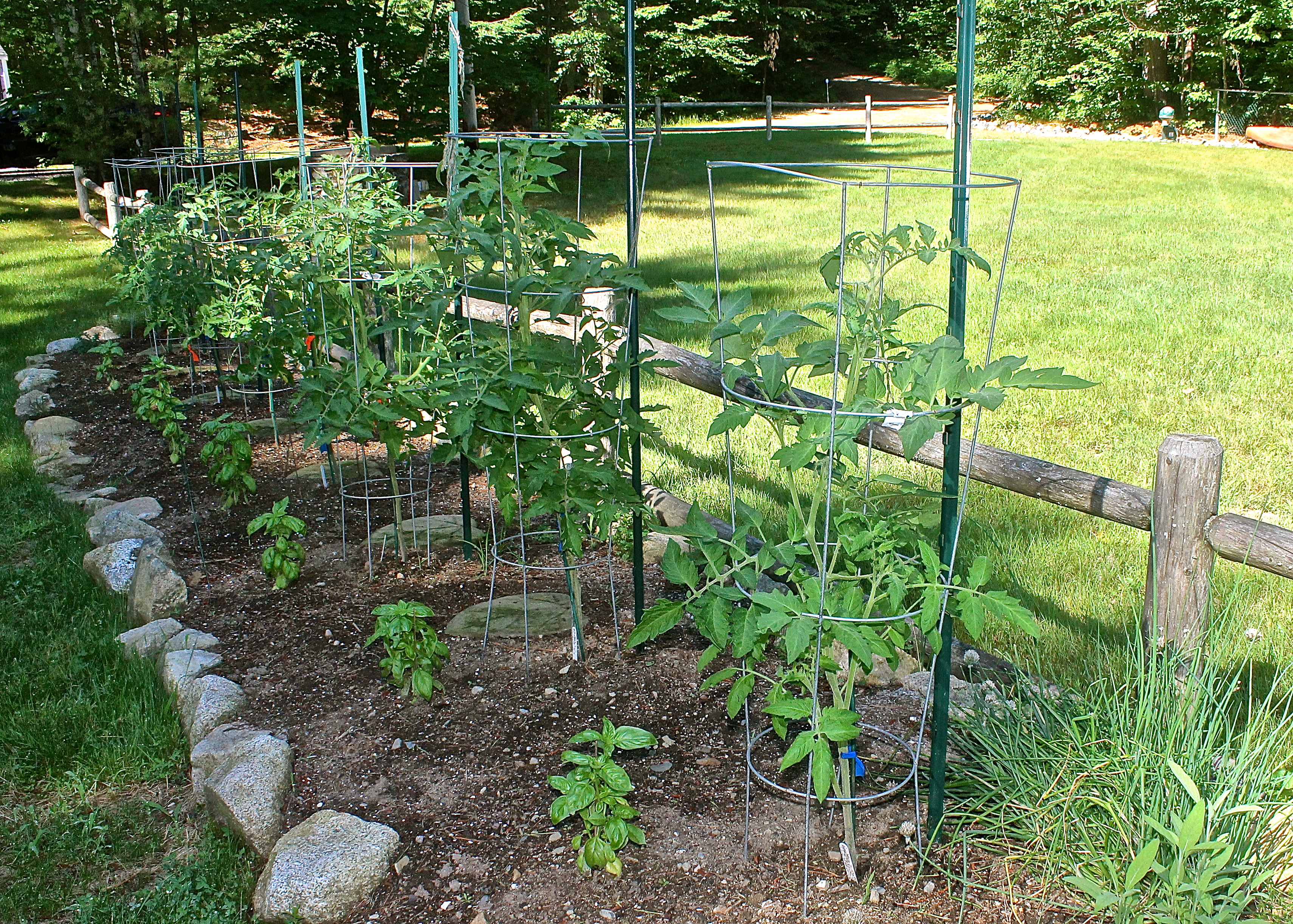 This Year's Tomato Plants In July