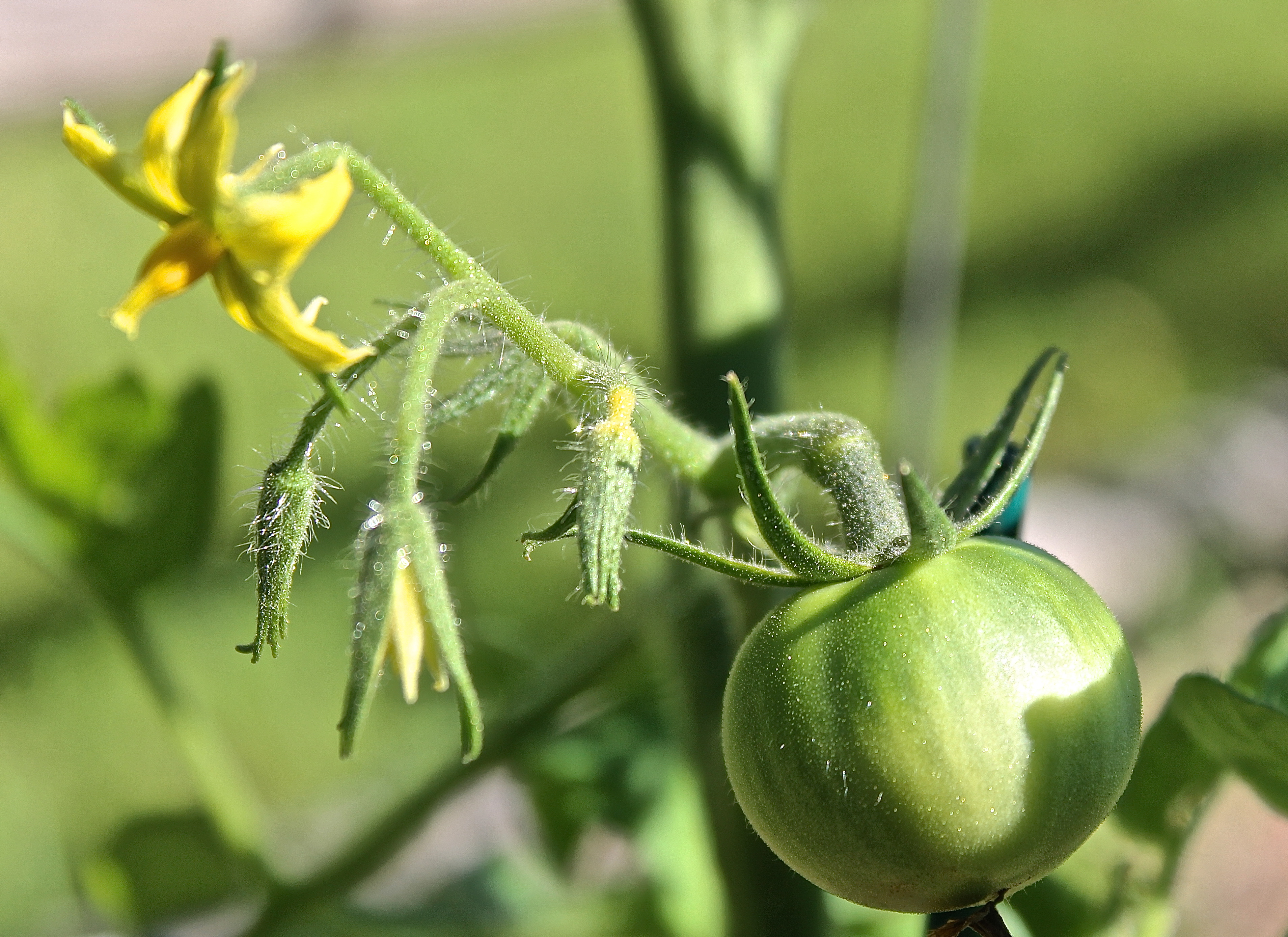 This Year's Green Tomato About The Size Of A Nickel 