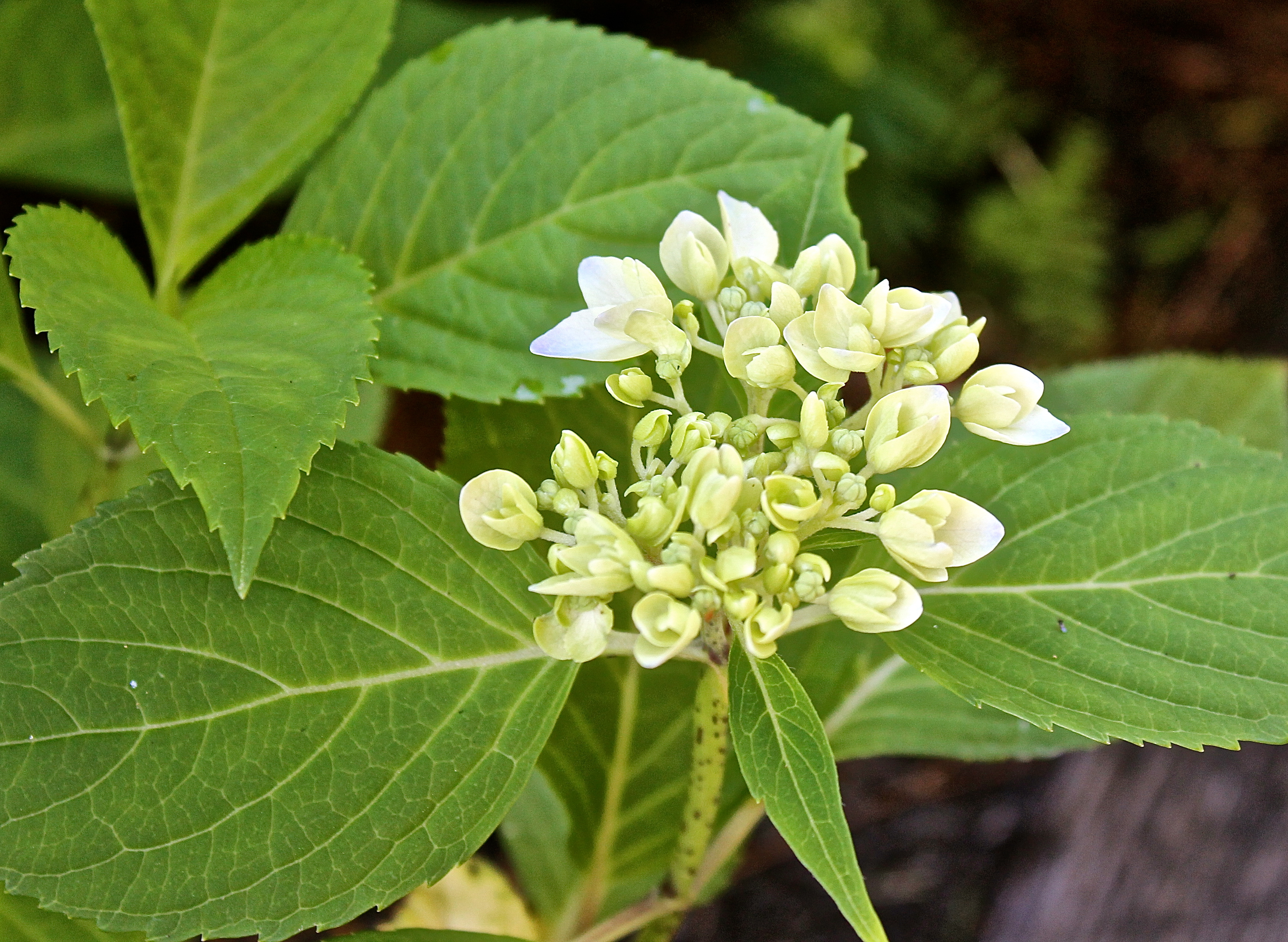 Endless Summer Hydrangea Just Forming