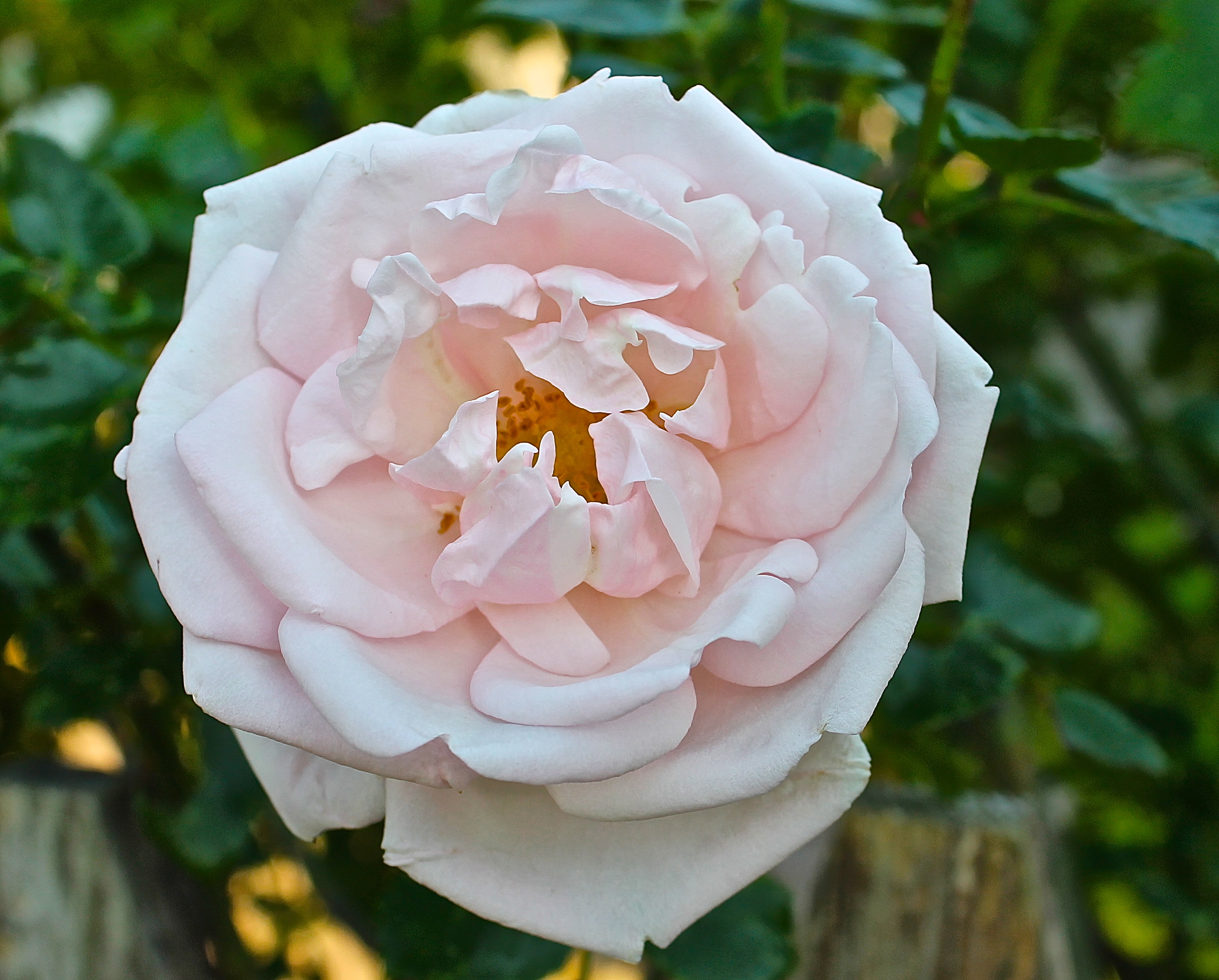 I Love The Soft Look Of A Fully Opened Rose