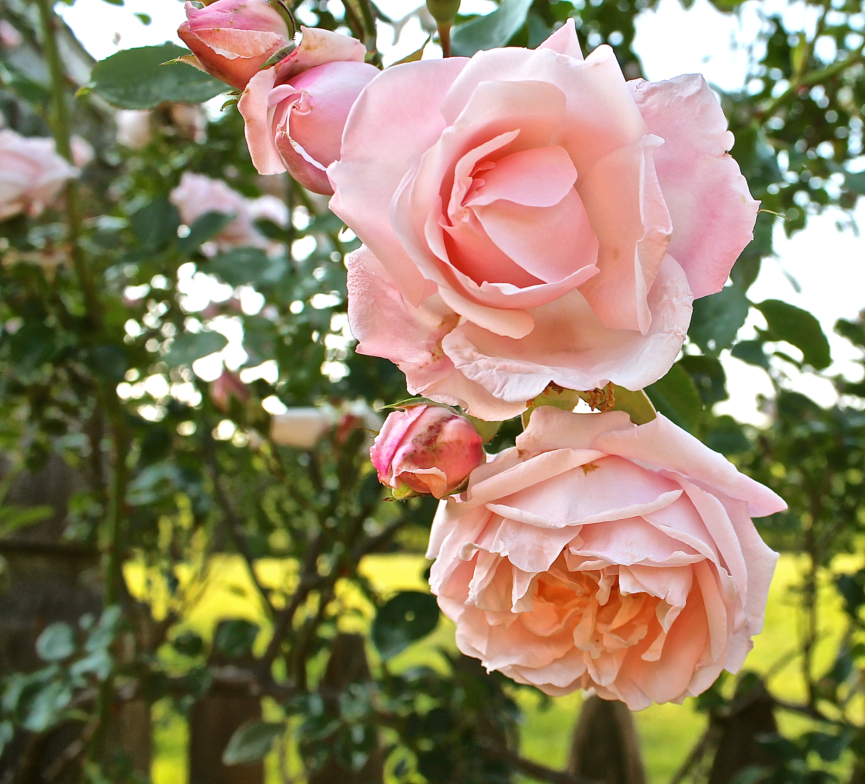 New Dawn Climbing Roses