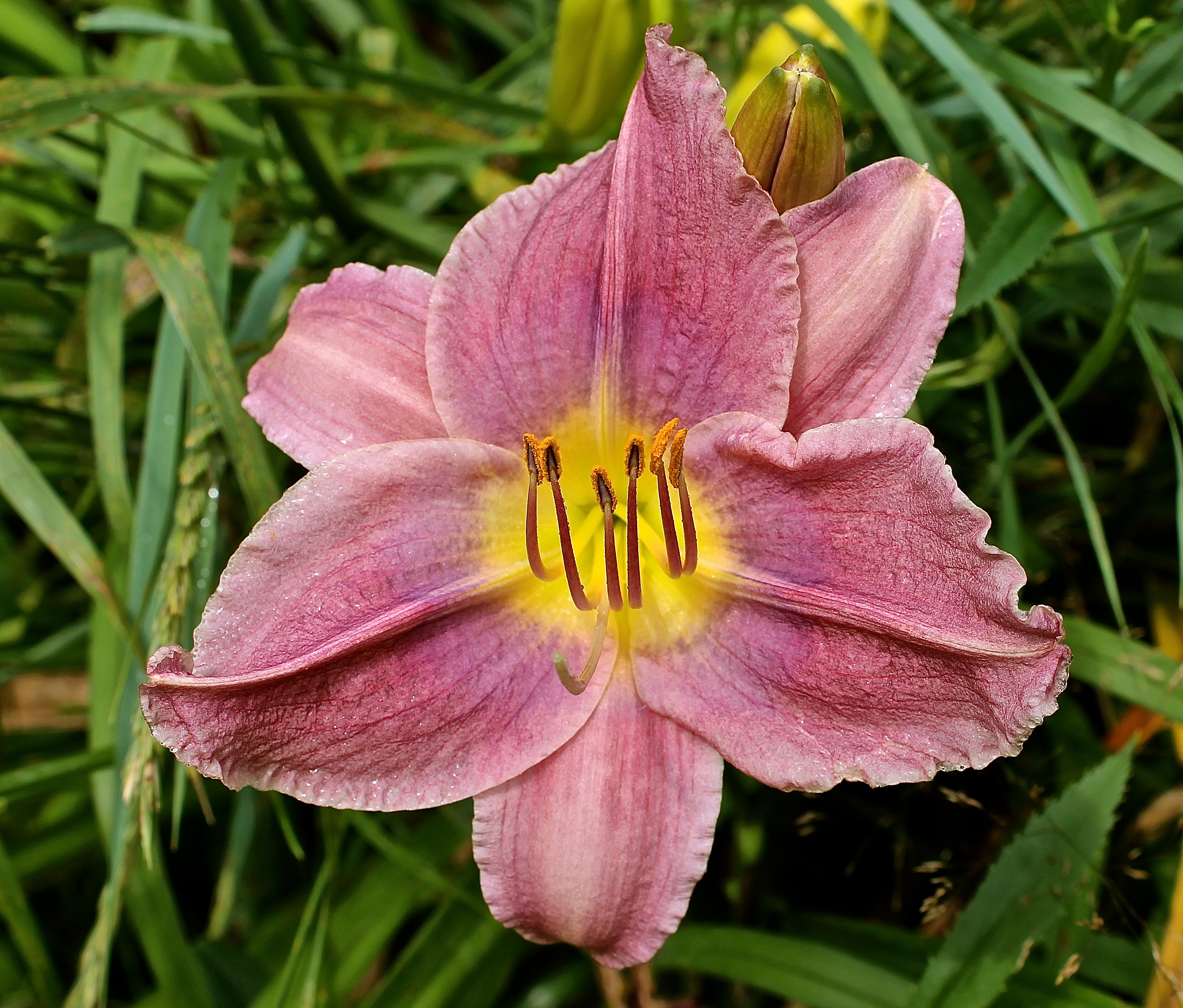 I Love The Yellow Throated And Deep Mauve Color