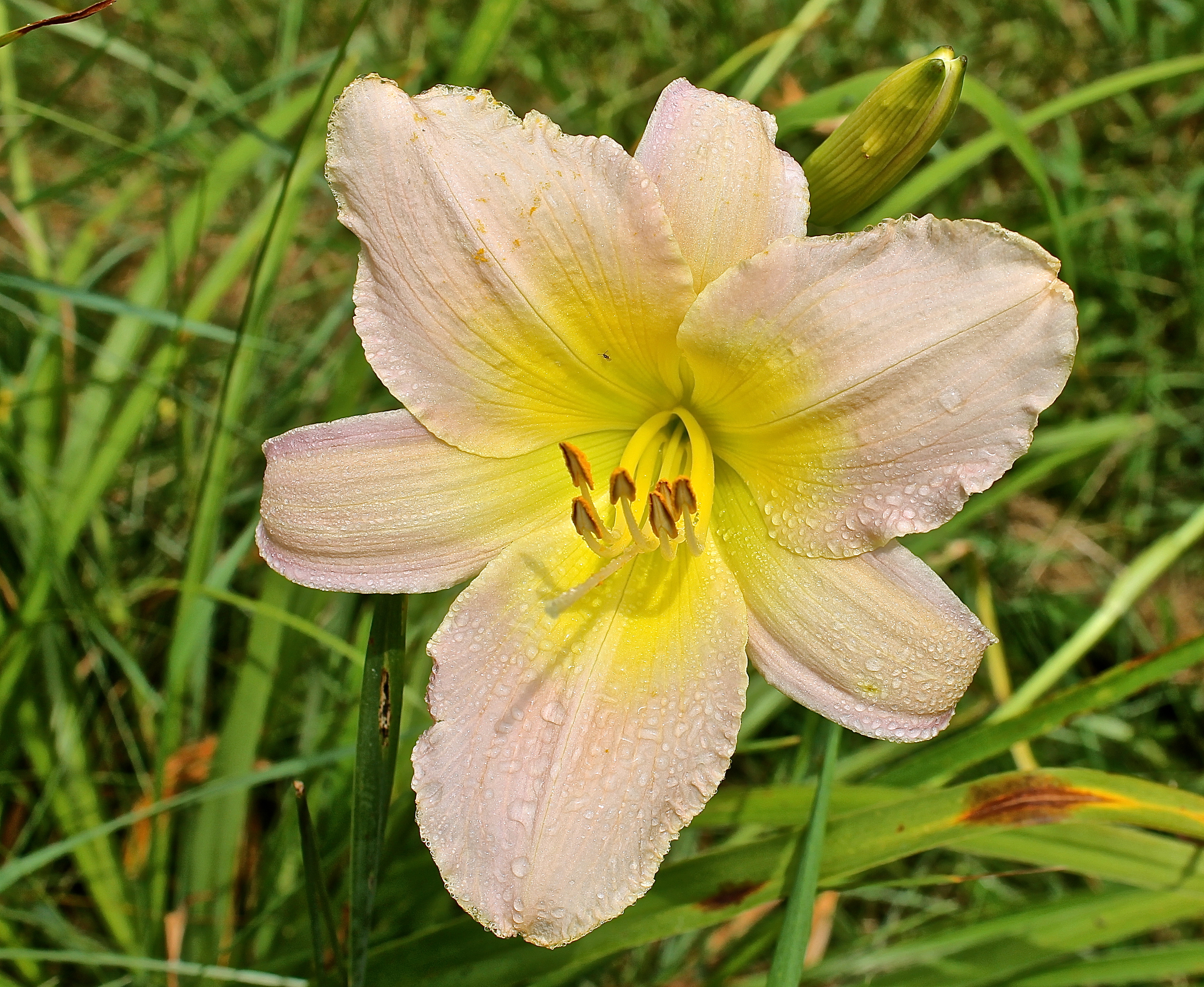 Delicate Yellow And Pink Colors Are Pleasing