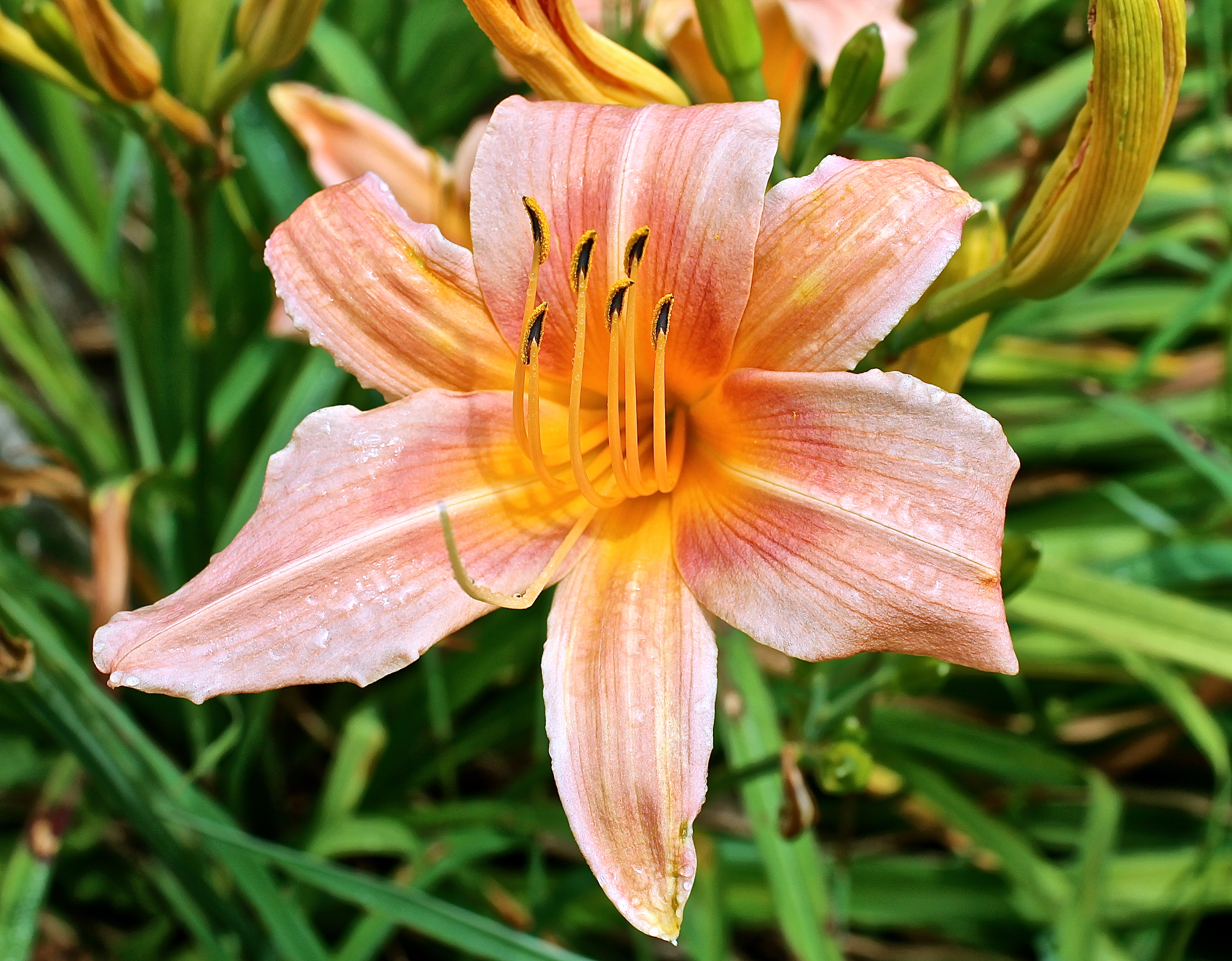 Showy Apricot Day Lily